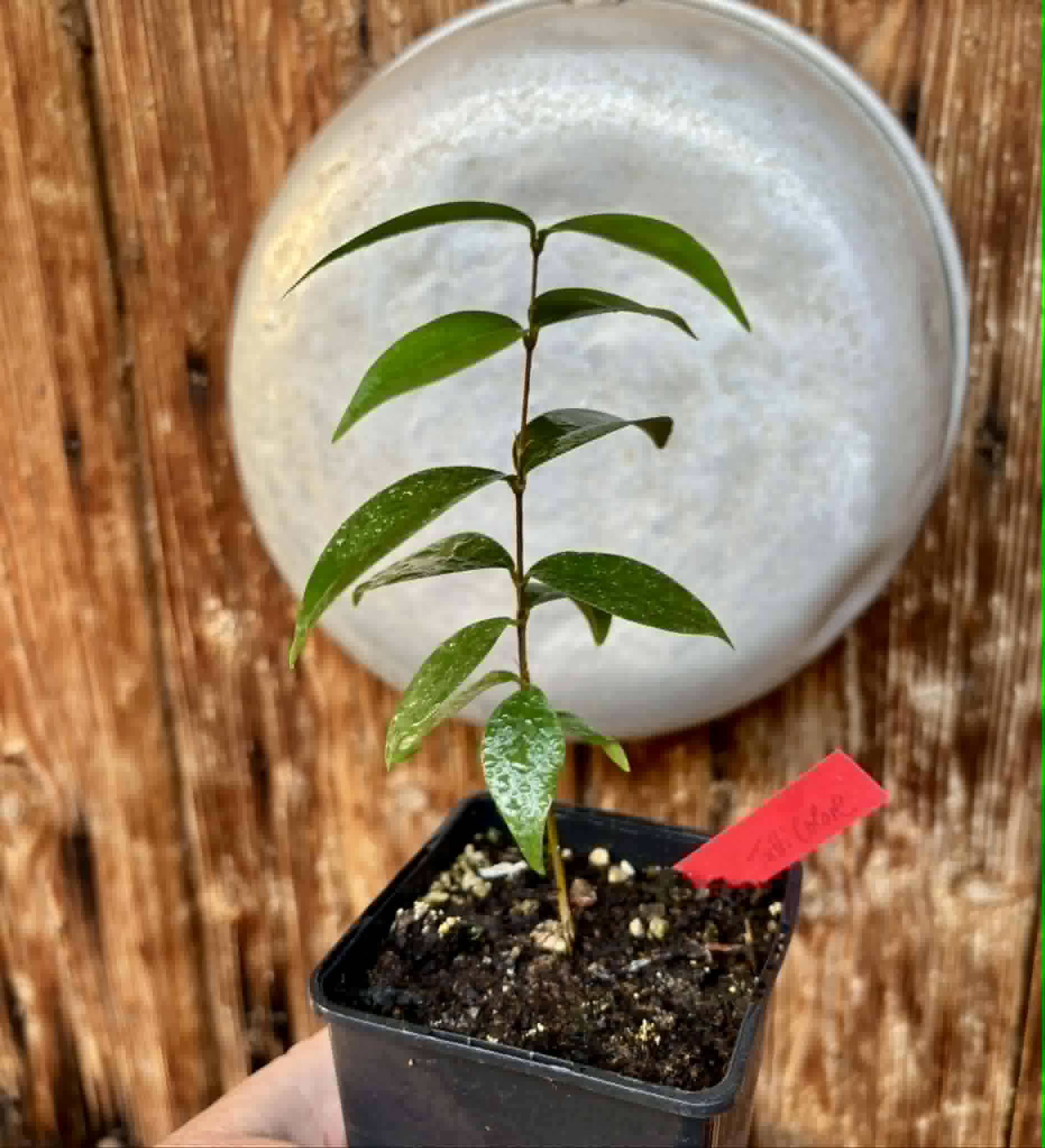 Eugenia uniflora var. Tutti Colore  - 1 spotted seedling / 1 getopfter Sämling