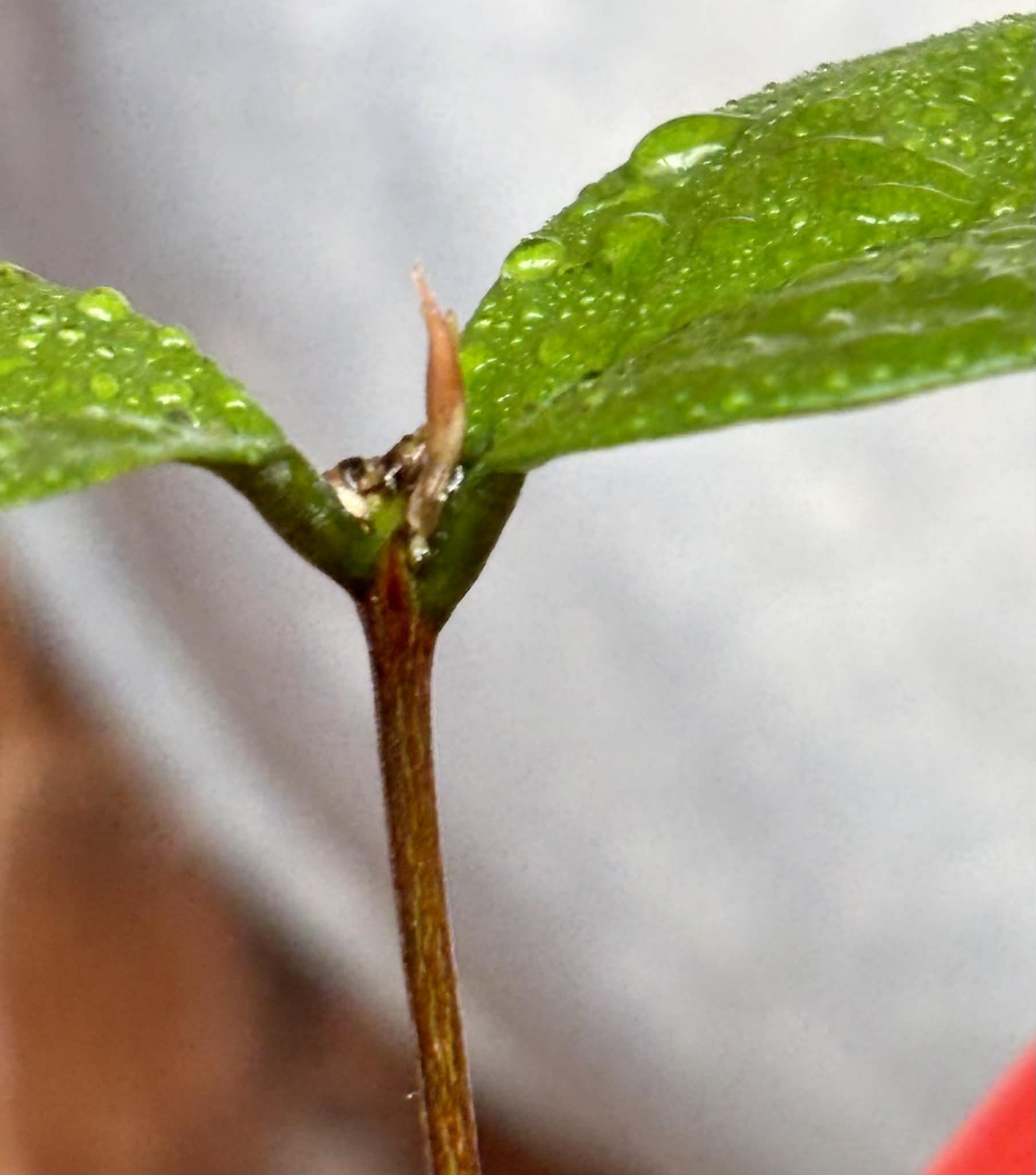 Eugenia sp Ametista - 1 potted seedling / 1 getopfter Sämling