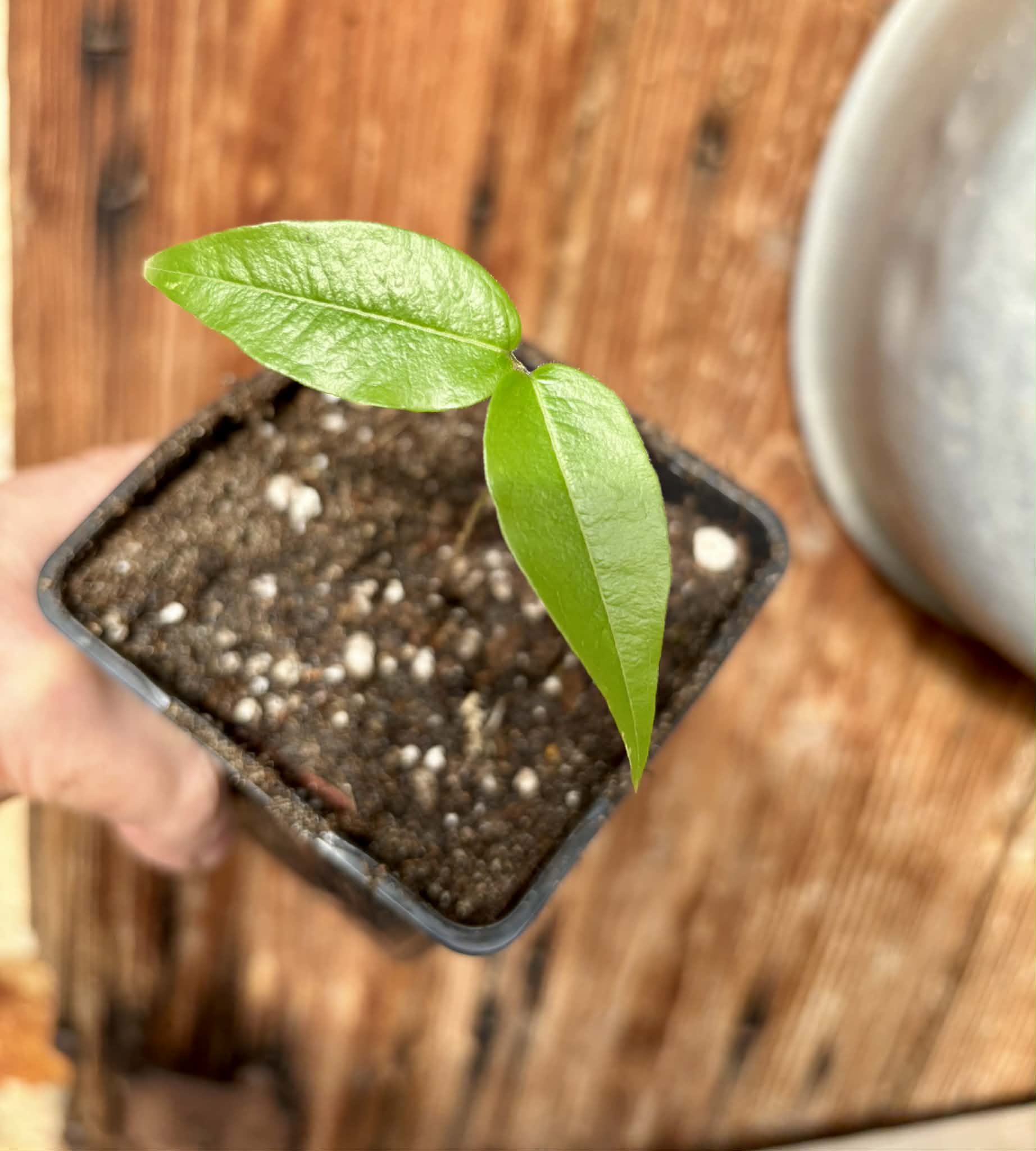 Plinia sp. Cachoeiro de Itapemirim - 1 potted seedling / 1 getopfter Sämling