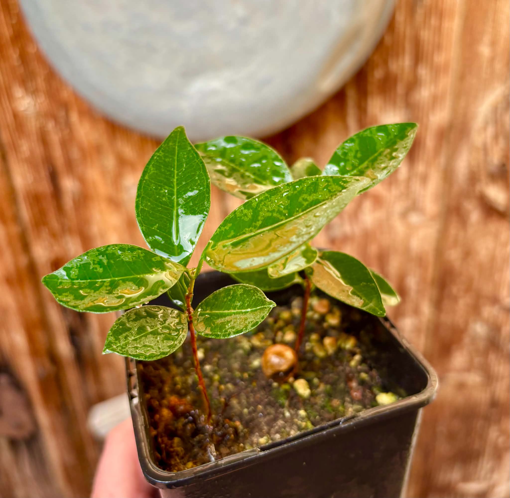 2 in 1 pot - Eugenia sp Amarela Redonda - 2 seedlings in one pot / 2 Sämlinge in einem Topf