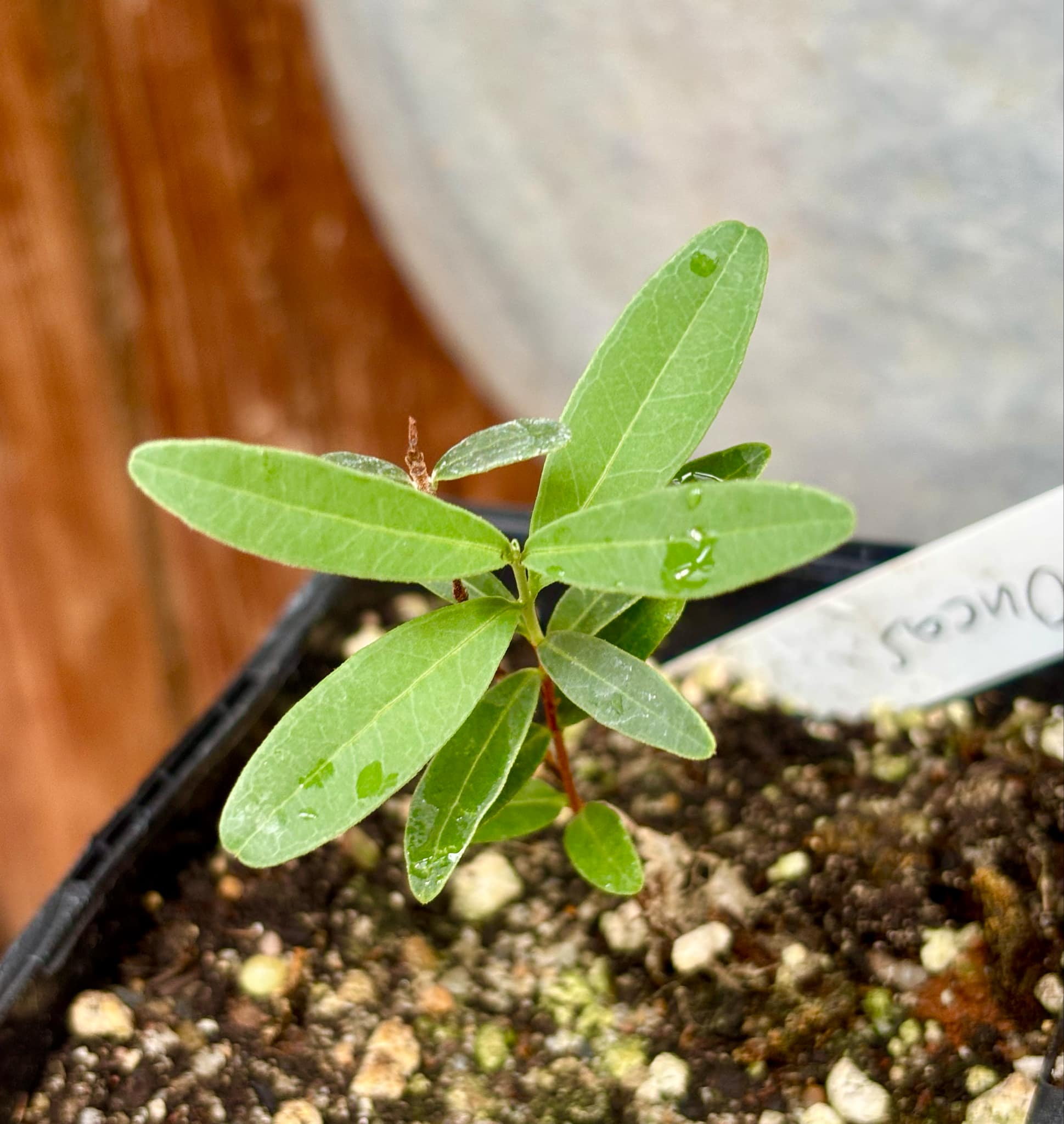CEREJINHA DE JAGUARIÚNA - Eugenia punicifolia var. Oncas Doce - 1 potted plant / 1 getopfte Pflanze
