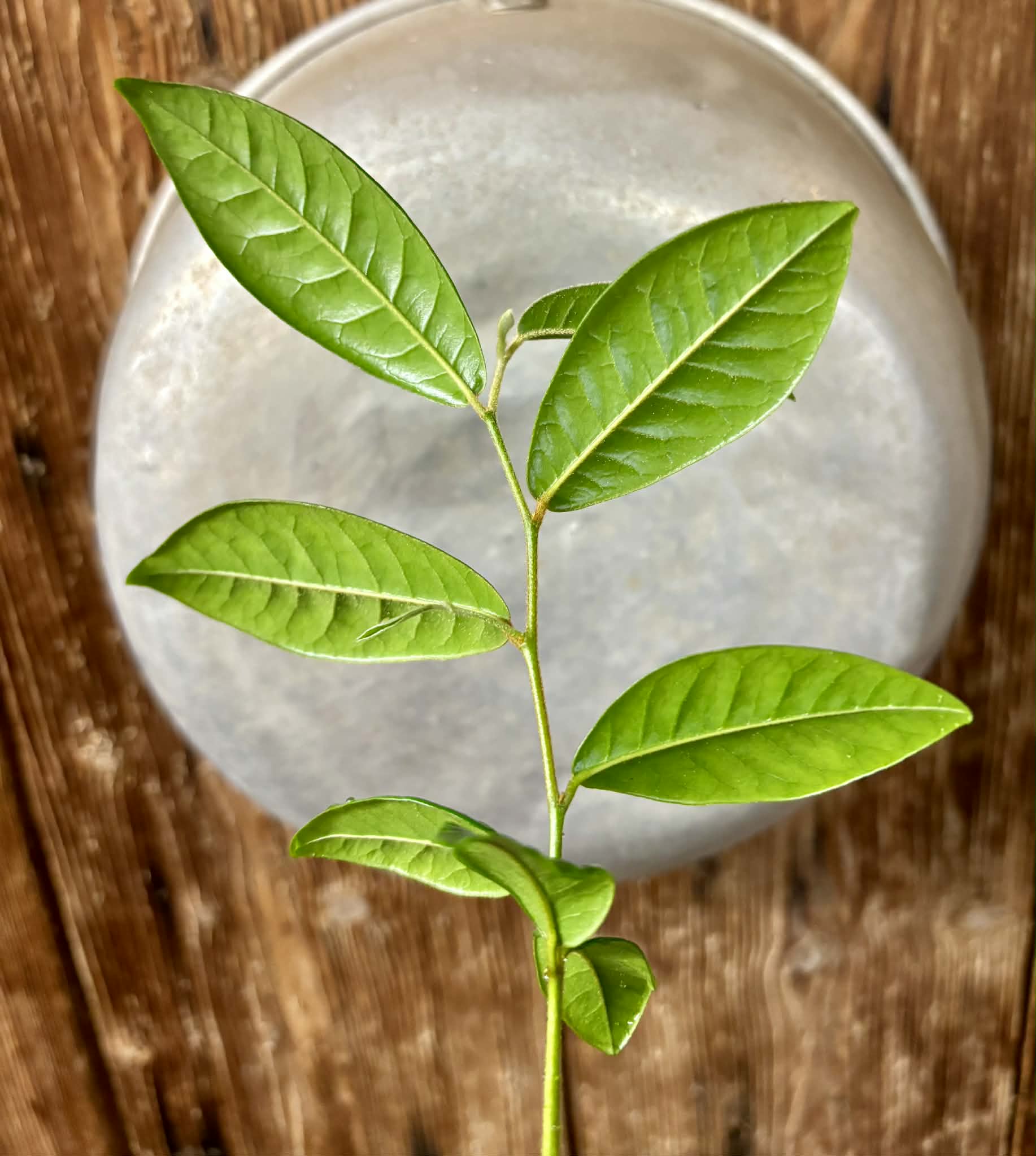 Chrysophyllum januariense  -  1 potted seedling / 1 getopfter Sämling