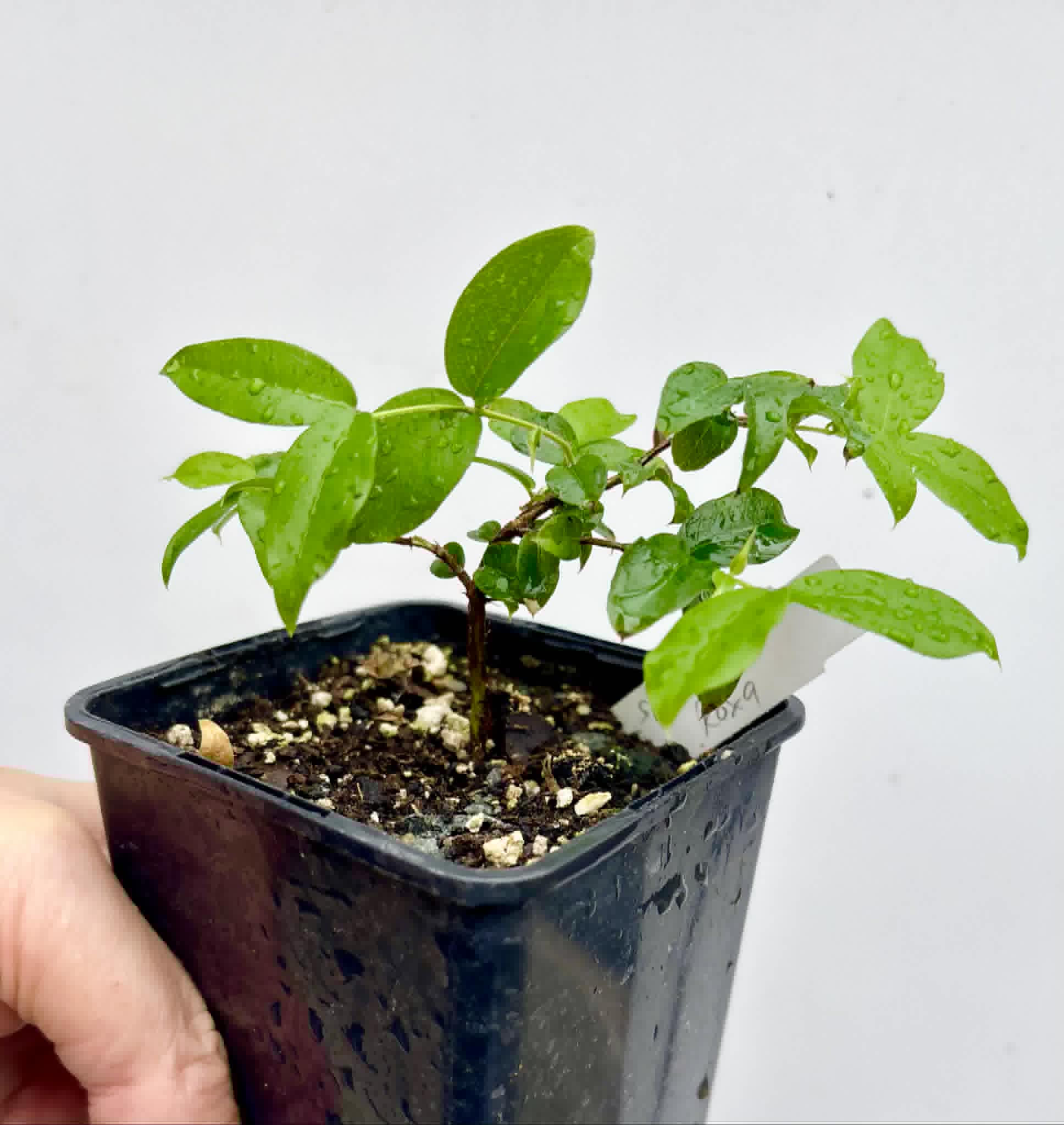 Jaboticaba - Plinia sp Canelinha Polpa rosea - 1 potted seedling / 1 getopfter Sämling