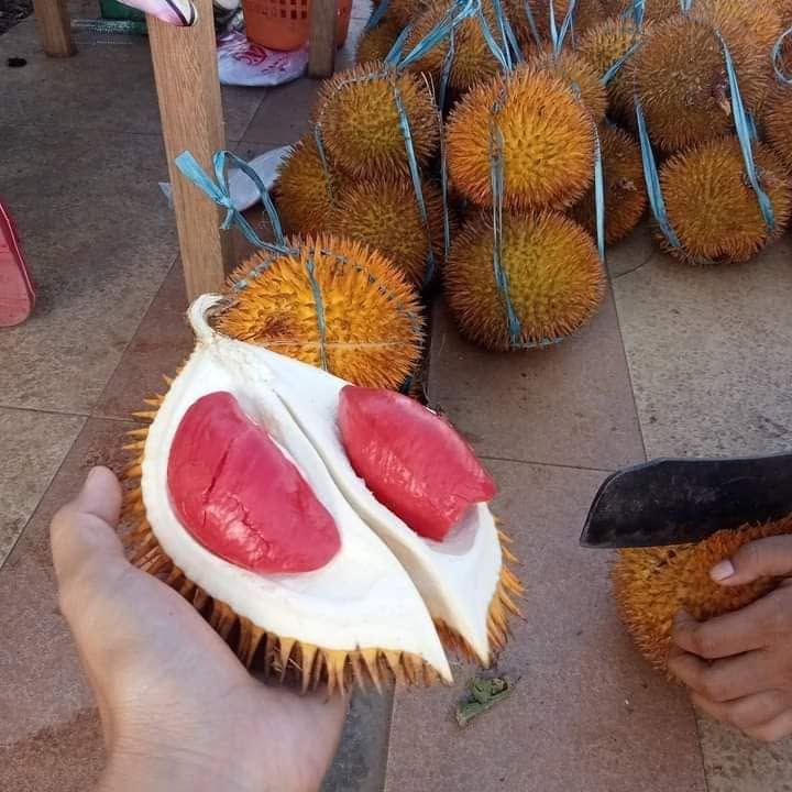 Pre Order - Red Flesh Durian (Durio graveolens) - 1 fresh seed / 1 frischer Samen
