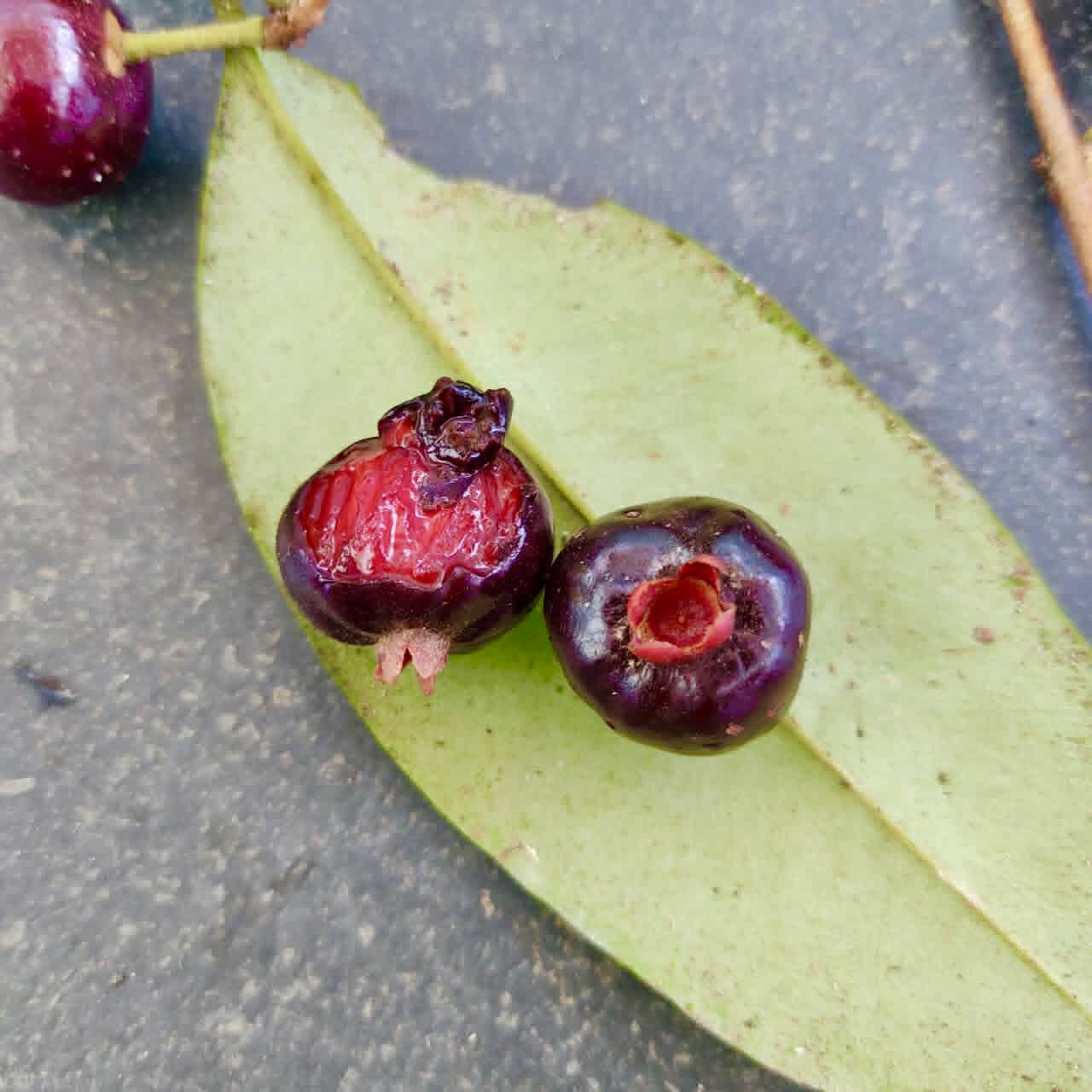 Pre Order - Eugenia pisiformis var. Uruçuca - 1 fresh seed / 1 frischer Samen