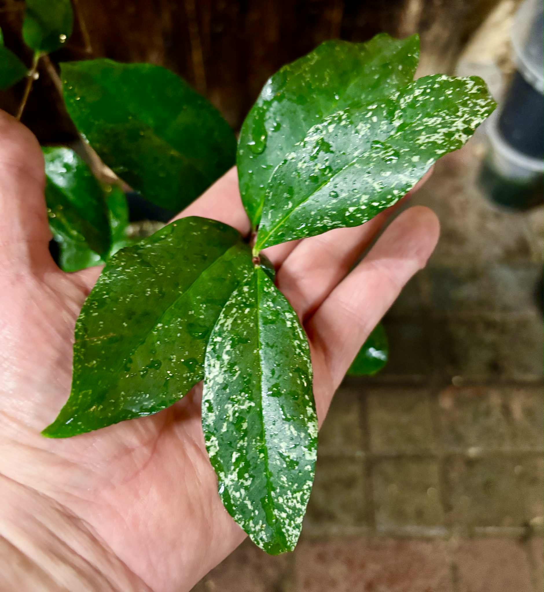 4 years old - variegated Eugenia sp Laranja Serralandia - 1 potted plant / 1 getopfte Pflanze