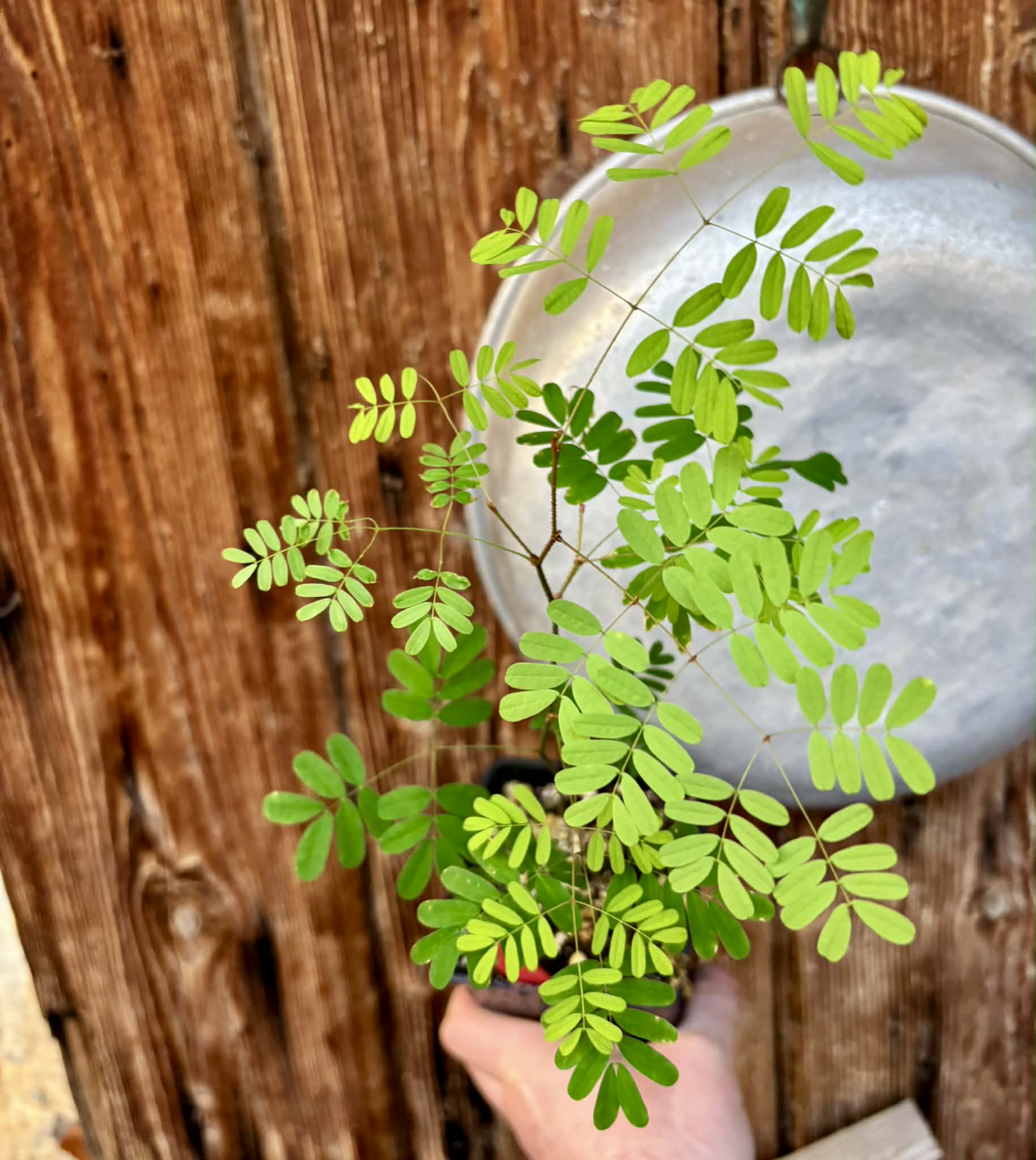 Pau ferro (Libidibia ferrea) -  1 potted seedling / 1 getopfter Sämling