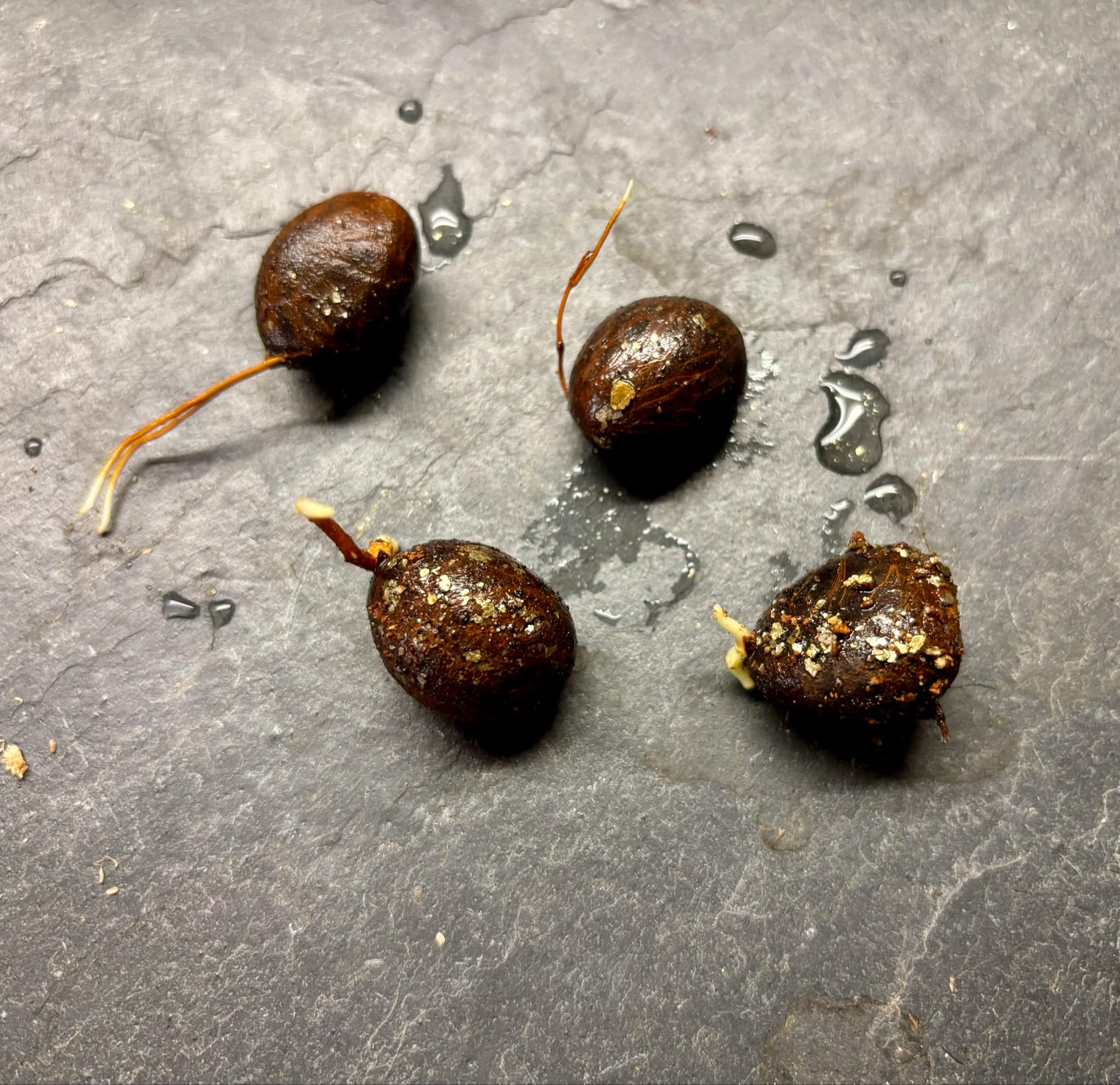 Cherapú Brasileiro - Garcinia sp. - 1 germinated seed / 1 gekeimter Samen Cherapú Brasileiro - Garcinia sp. - 1 germinated seed / 1 gekeimter Samen
