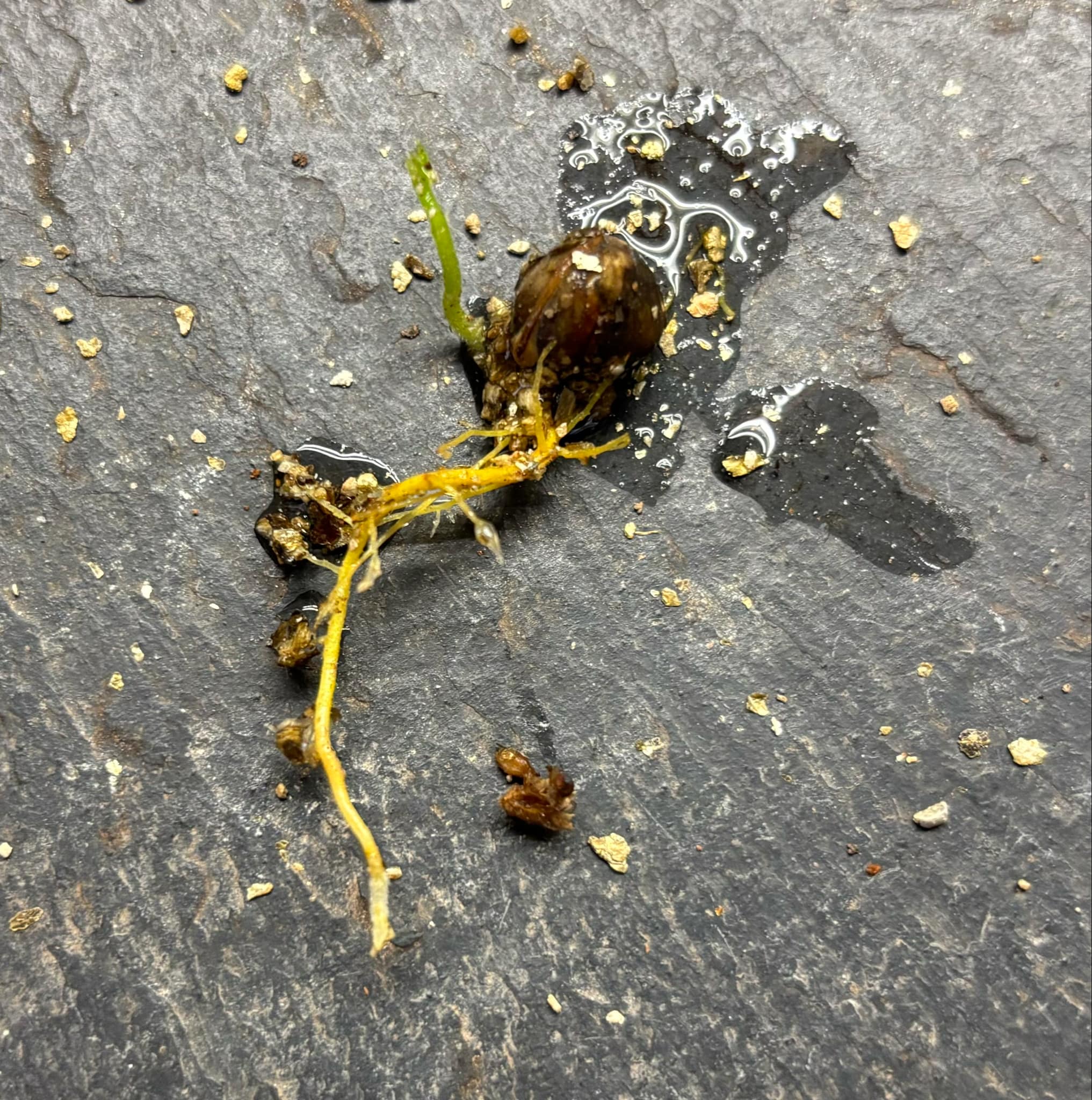 Artocarpus lacucha - Lakoocha  -  1 germinated seed / 1 gekeimter Samen