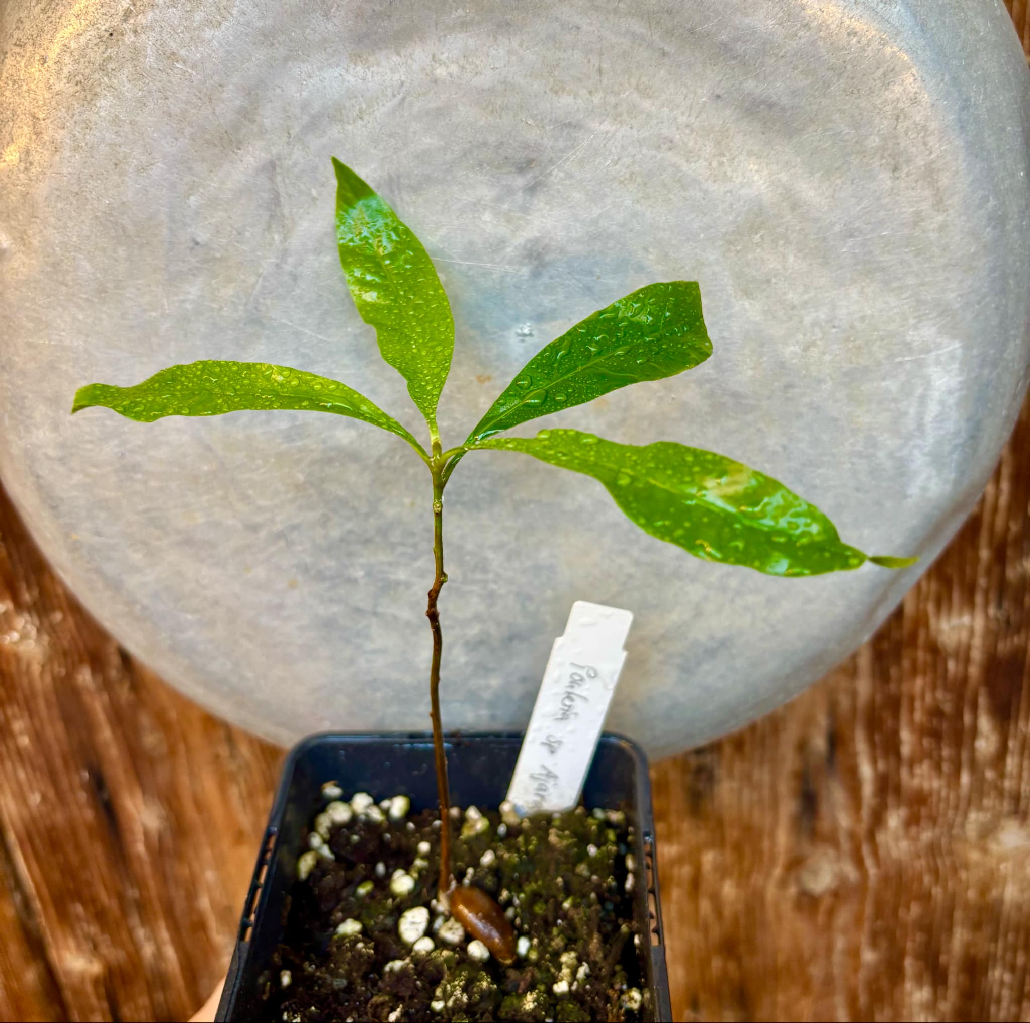 Pouteria sp Ajara - 1 potted plant / 1 getopfte Pflanze