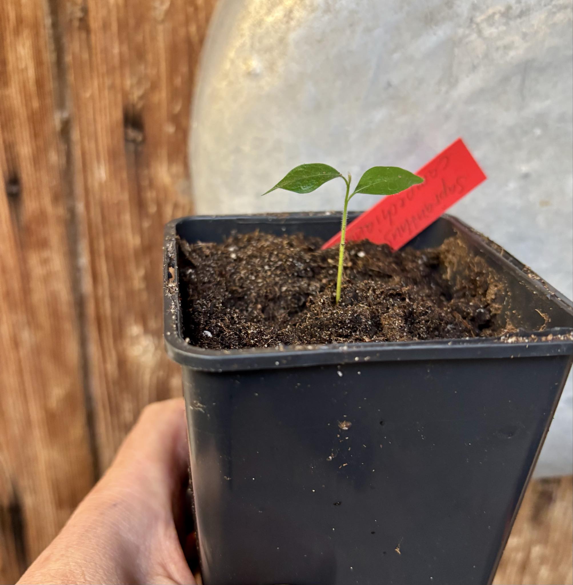 Sapranthus campechianus - 1 potted seedling / 1 getopfter Sämling