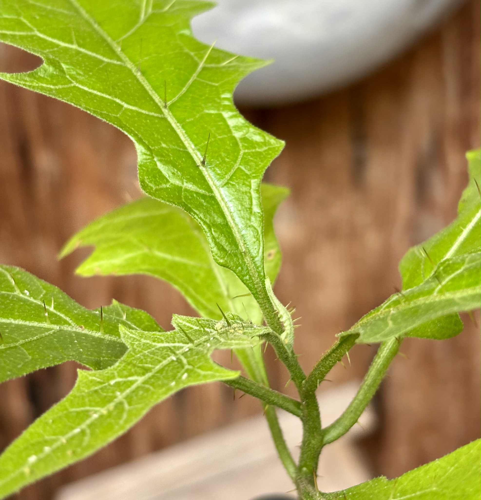 Juá do Jequitinhonha (Solanum schizandrum) - 1 potted seedling / 1 getopfter Sämling