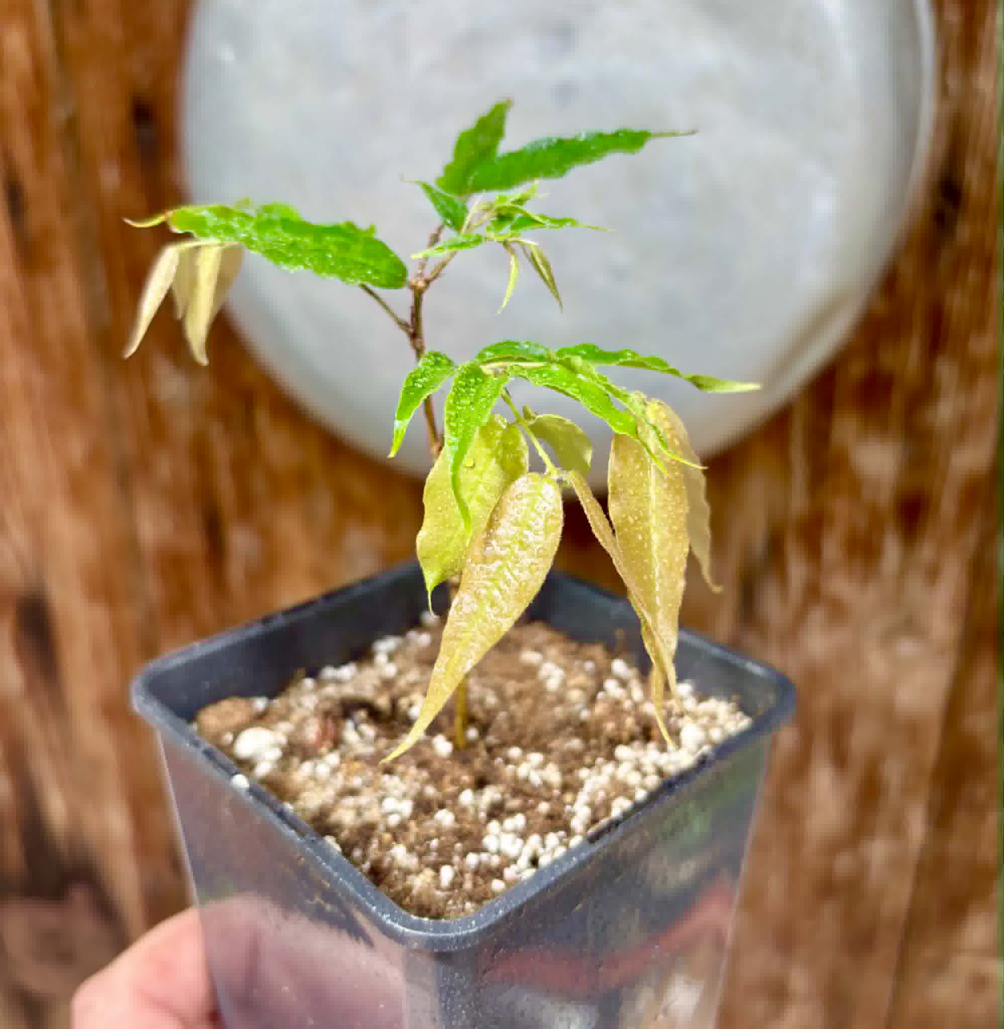 Plinia sp Dandara -  1 potted seedling / 1 getopfter Sämling