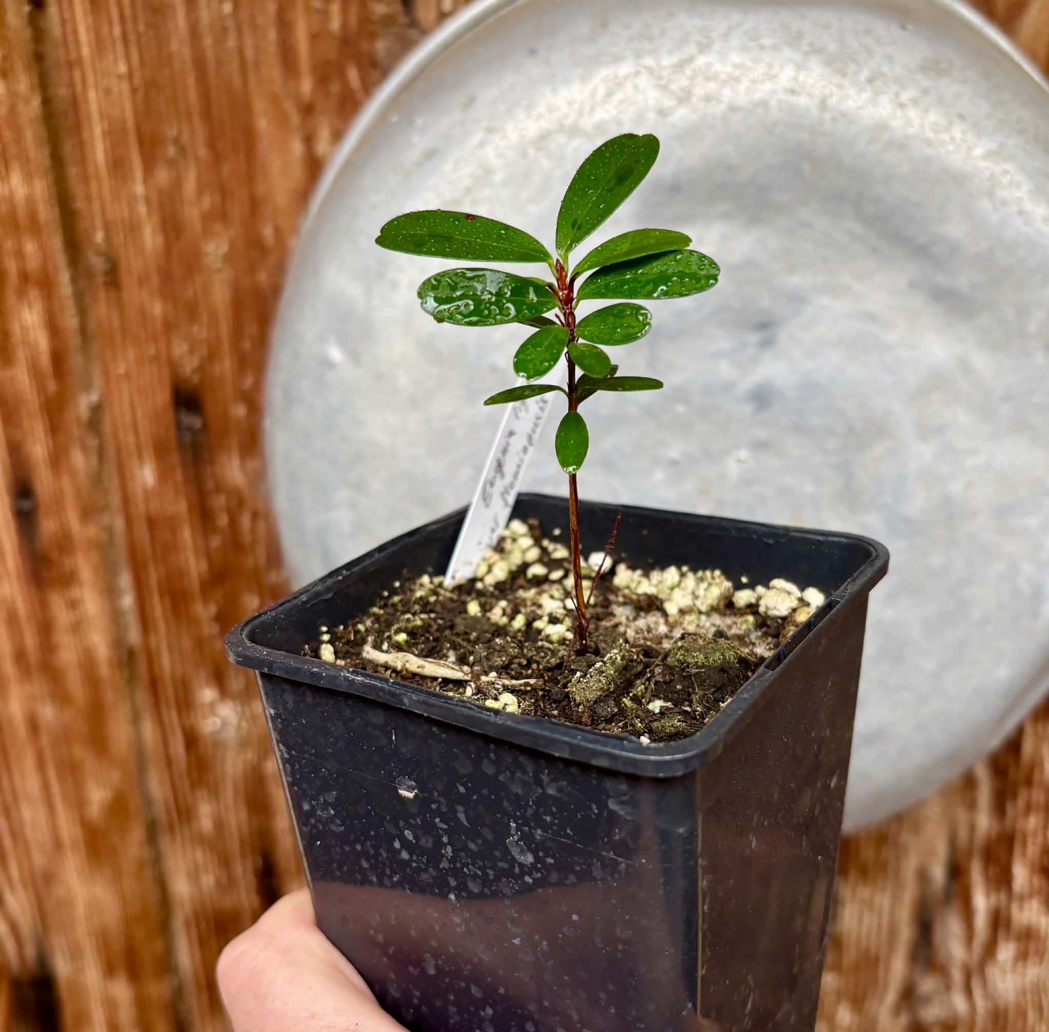 Eugenia ligustrina var. fluminensis - 1 potted seedling / 1 getopfter Sämling
