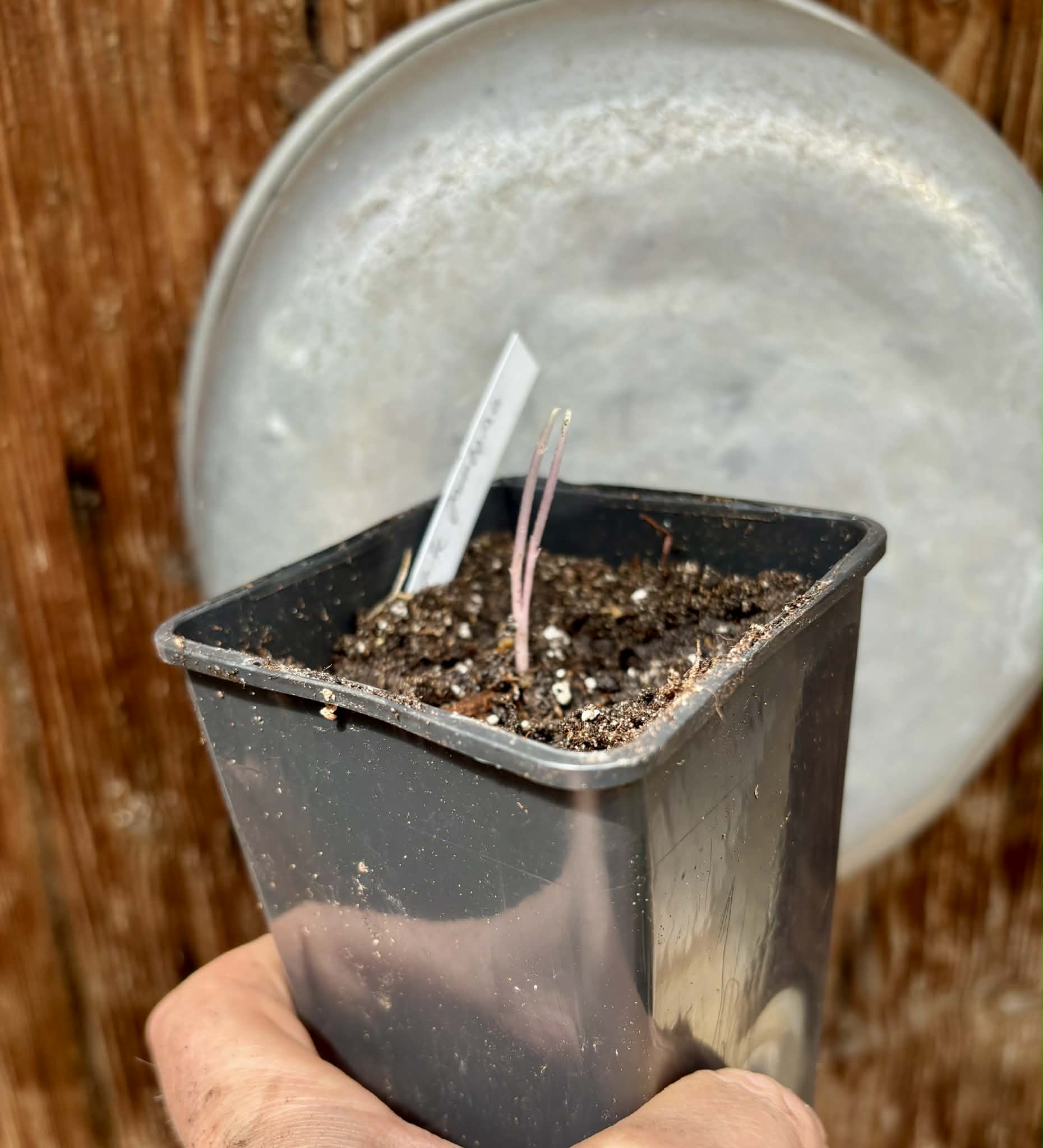 Syzygium cumini var. alba  (White Jambolan) - 1 potted seedling / 1 getopfter Sämling