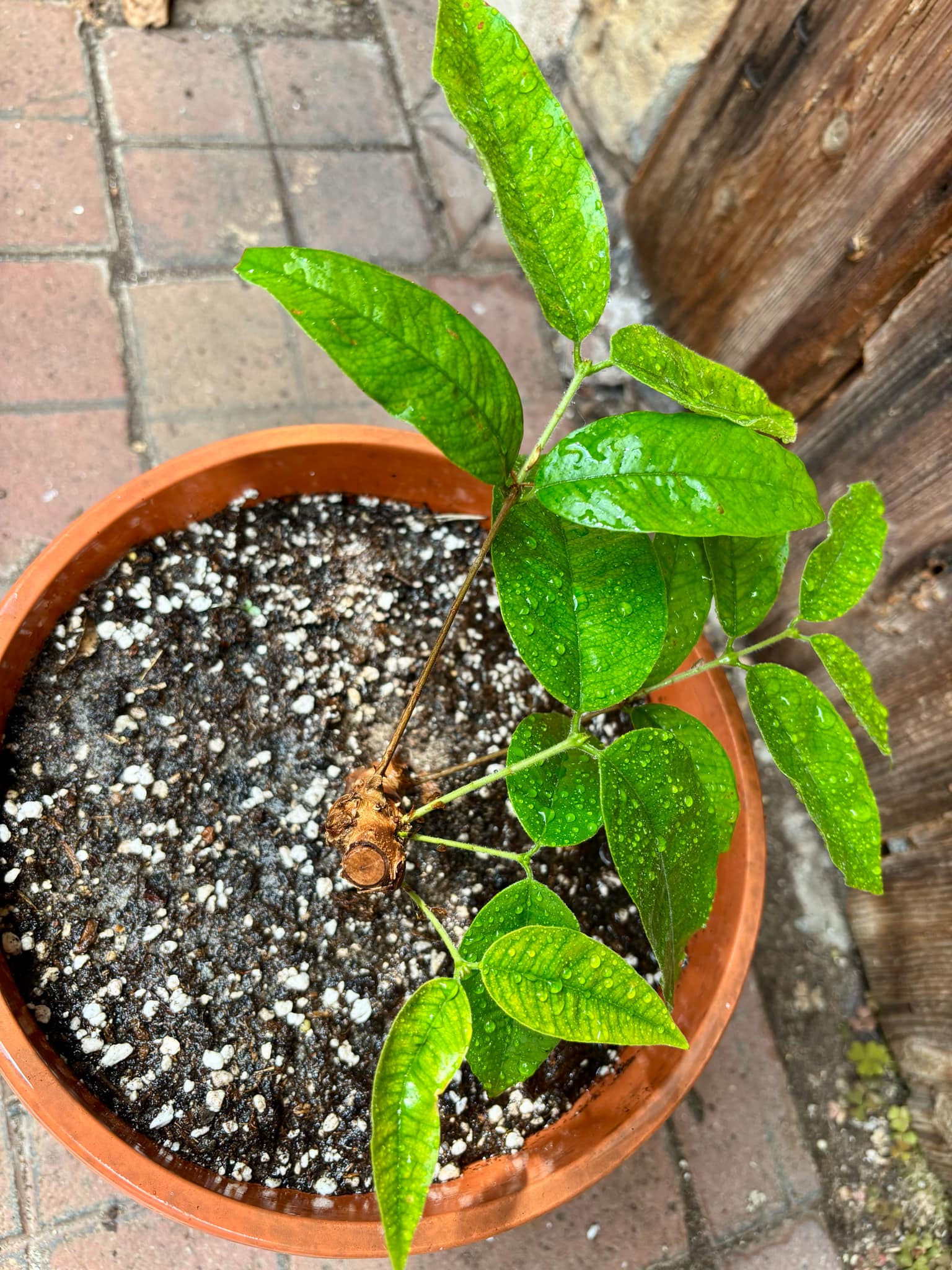 Cambuca (Plinia edulis) - 1 potted plant / 1 getopfte Pflanze Cambuca (Plinia edulis) - 1 potted plant / 1 getopfte Pflanze