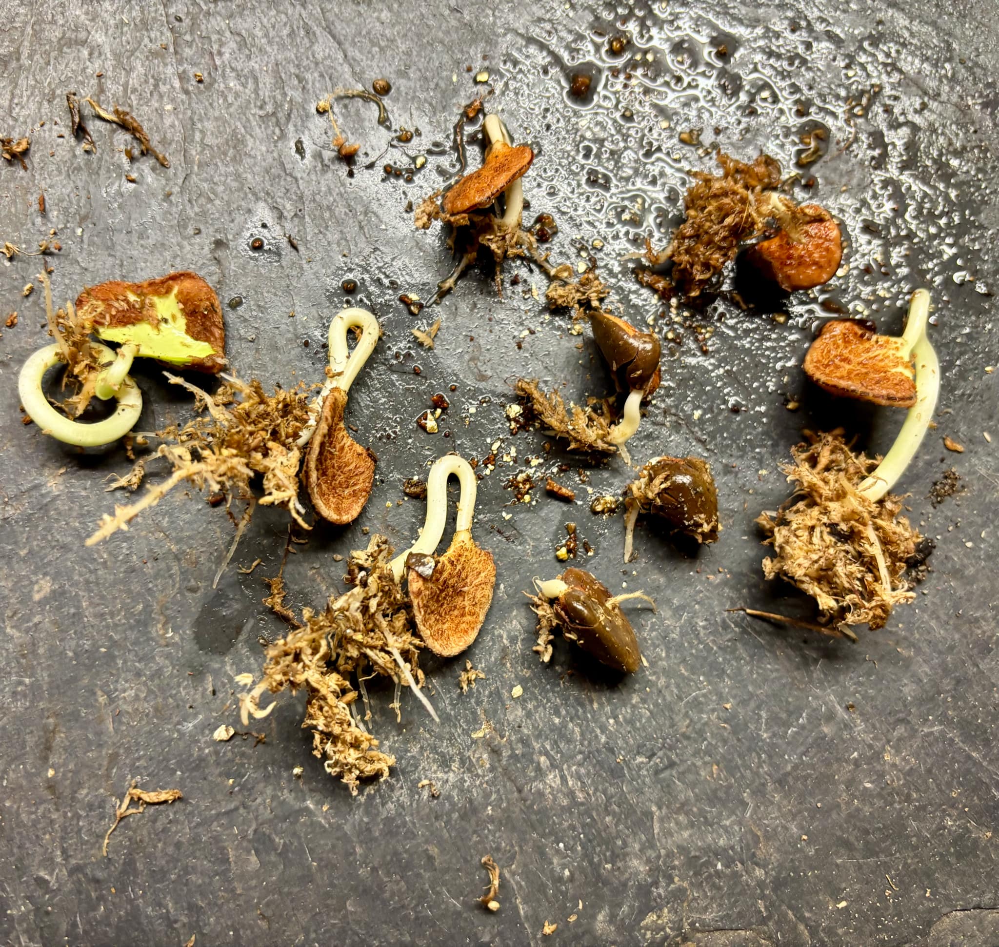 Kadsura heteroclita "Bursting Star" - 1 germinated seed / 1 gekeimter Samen