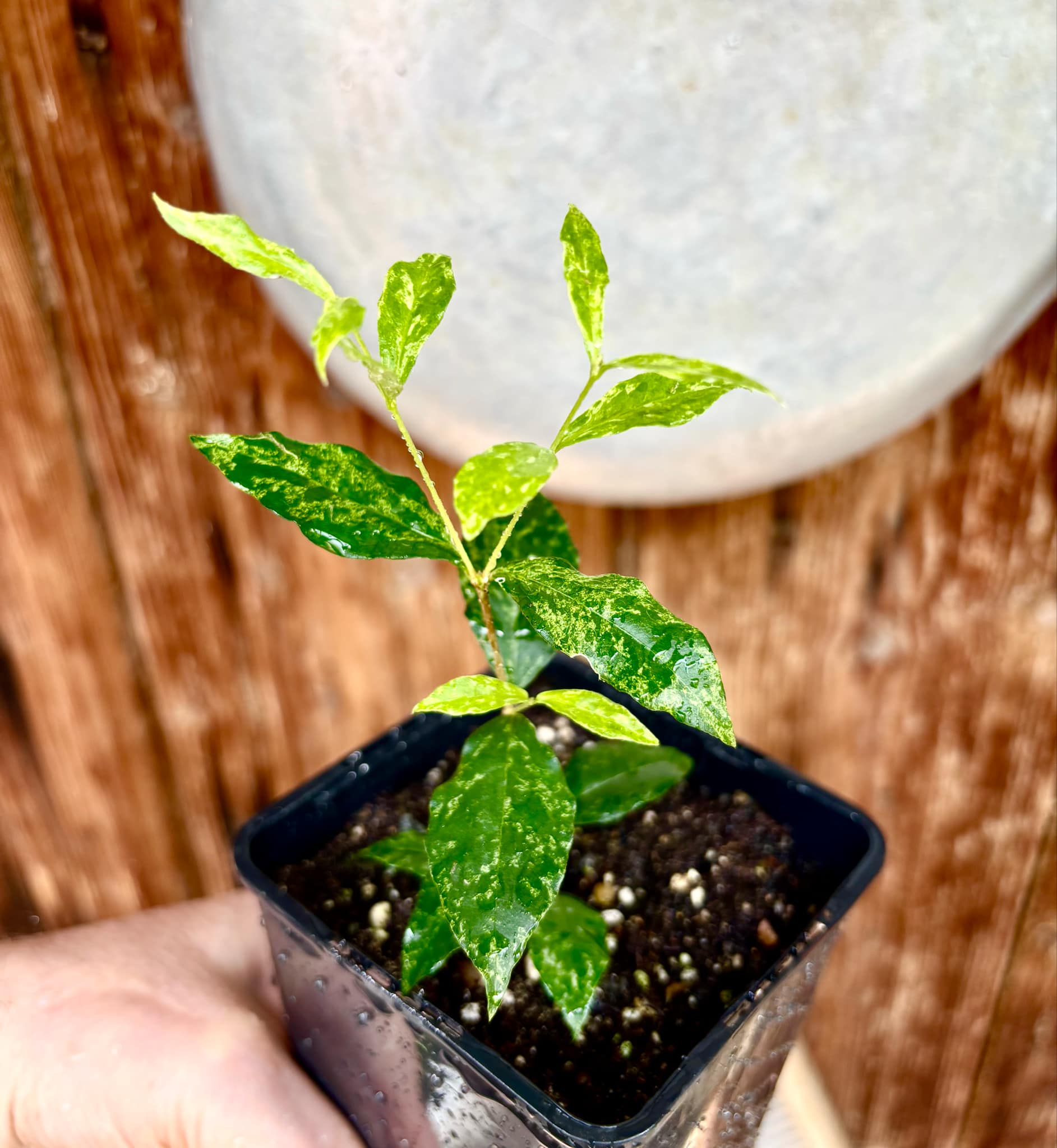 variegated Acerola (Malpighia glabra) rooted cutting - 1 potted rooted cutting / 1 getopfter, bewurzelter Steckling