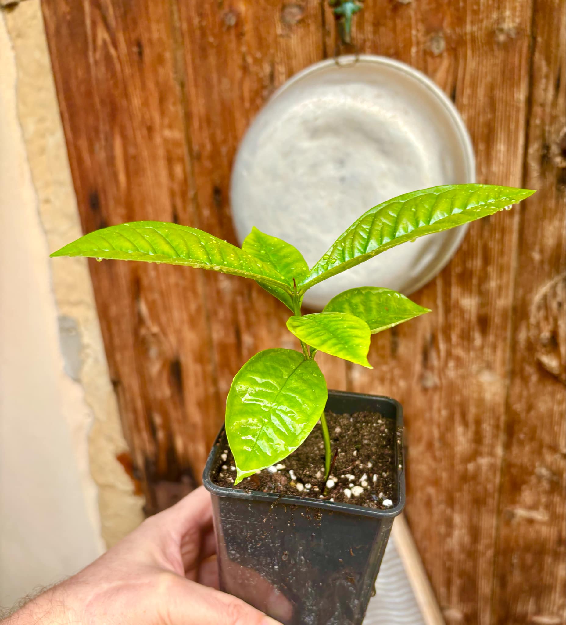 Gowok (Syzygium polycephalum) - 1 small potted seedling / 1 kleiner, getopfter Sämling Gowok (Syzygium polycephalum) - 1 small potted seedling / 1 kleiner, getopfter Sämling