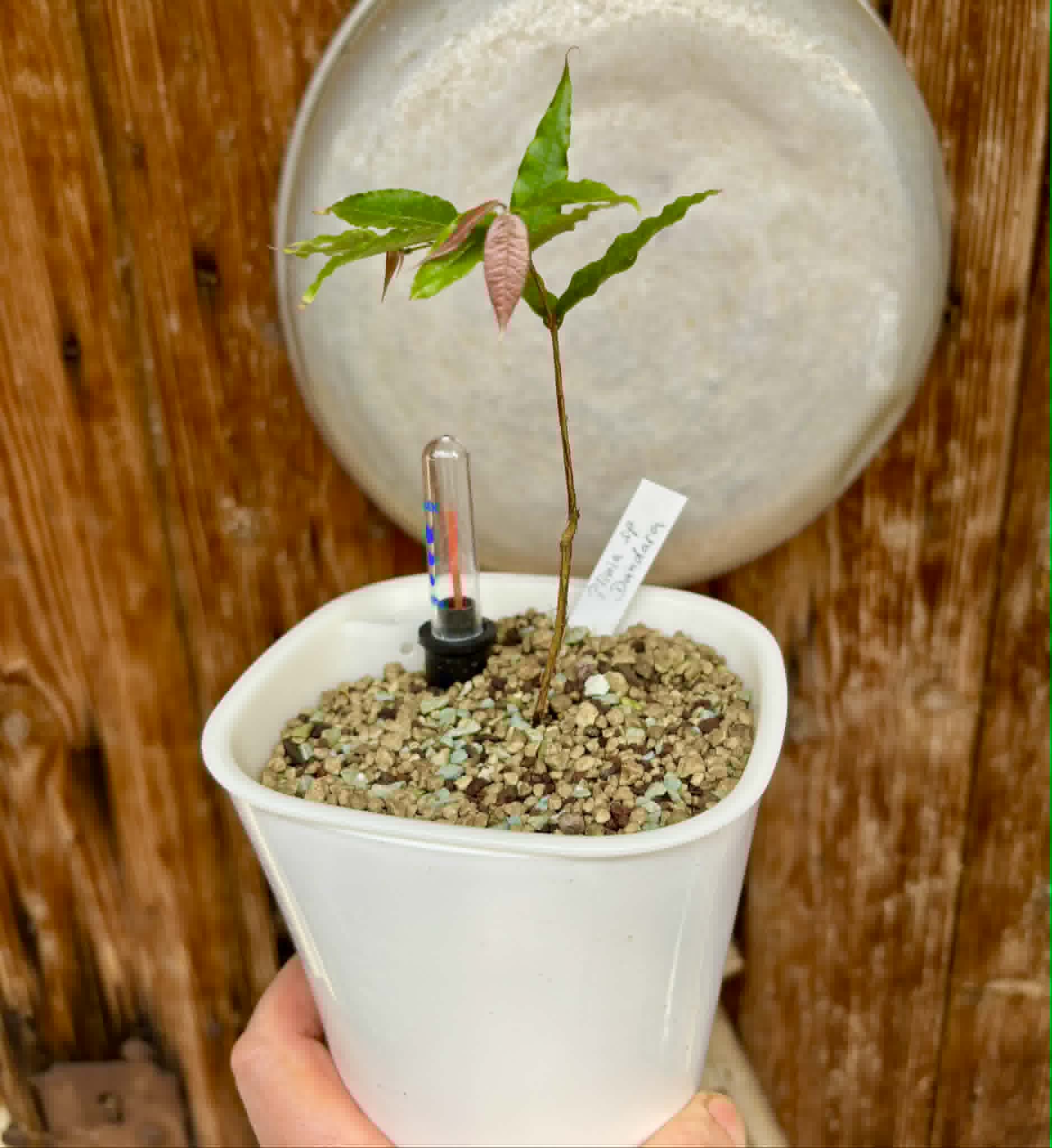 Plinia sp Dandara -  1 potted seedling / 1 getopfter Sämling