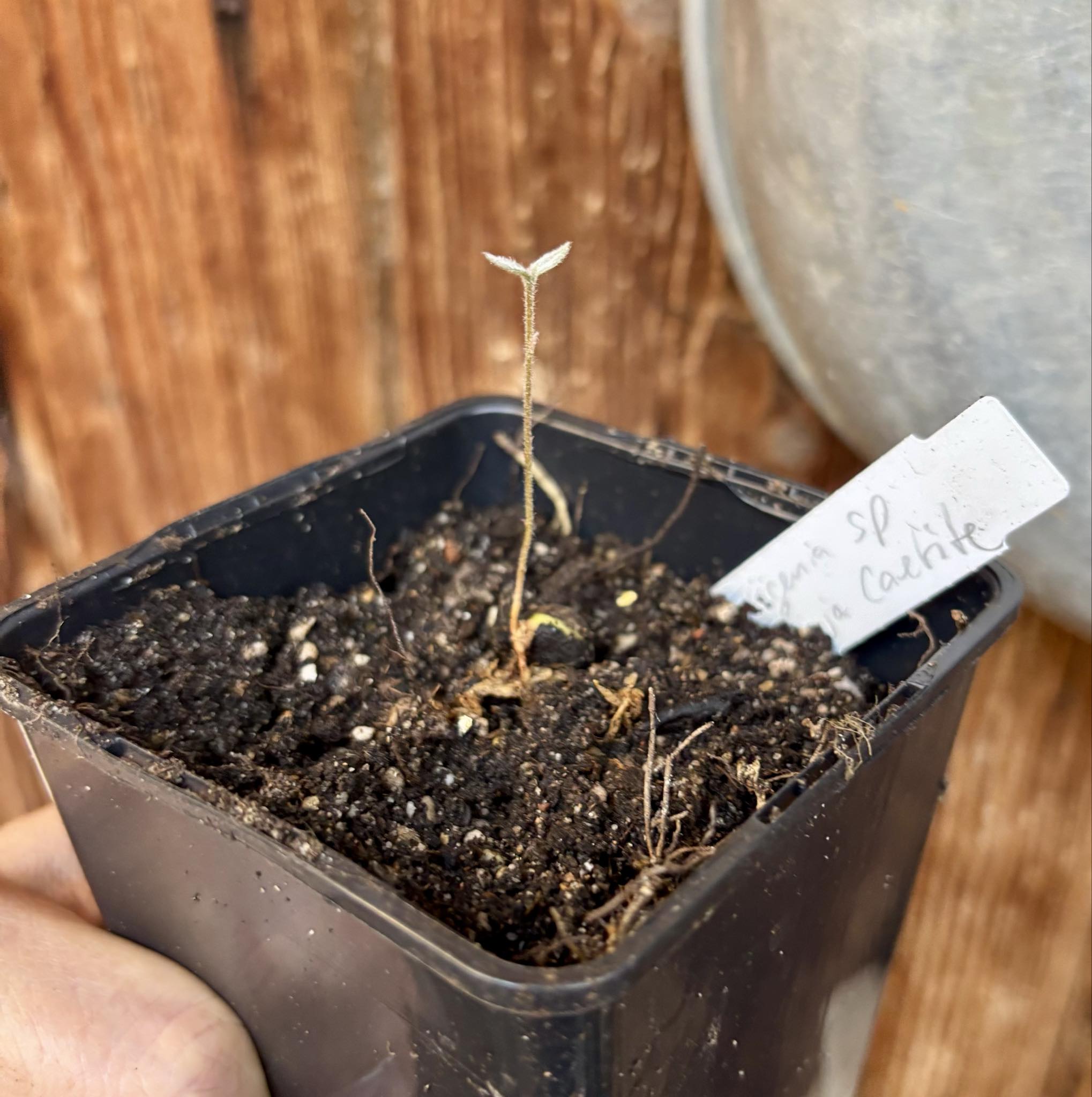 Eugenia sp Laranja Caetite -  1 small potted seedling / 1 kleiner, getopfter Sämling