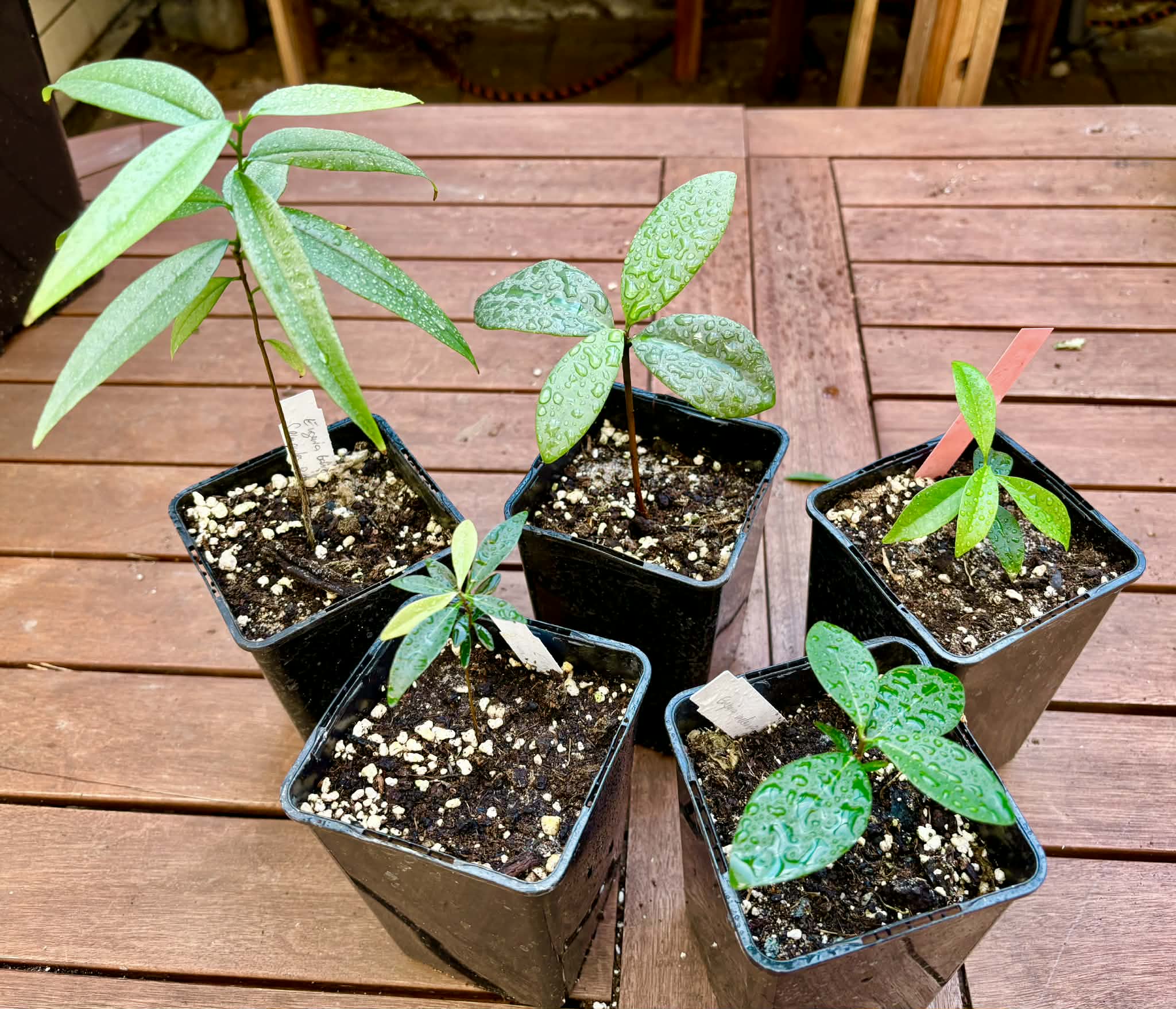 Collection of 5 different Eugenia -  5 different potted Eugenia / 5 verschiedene, getopfte Eugenia