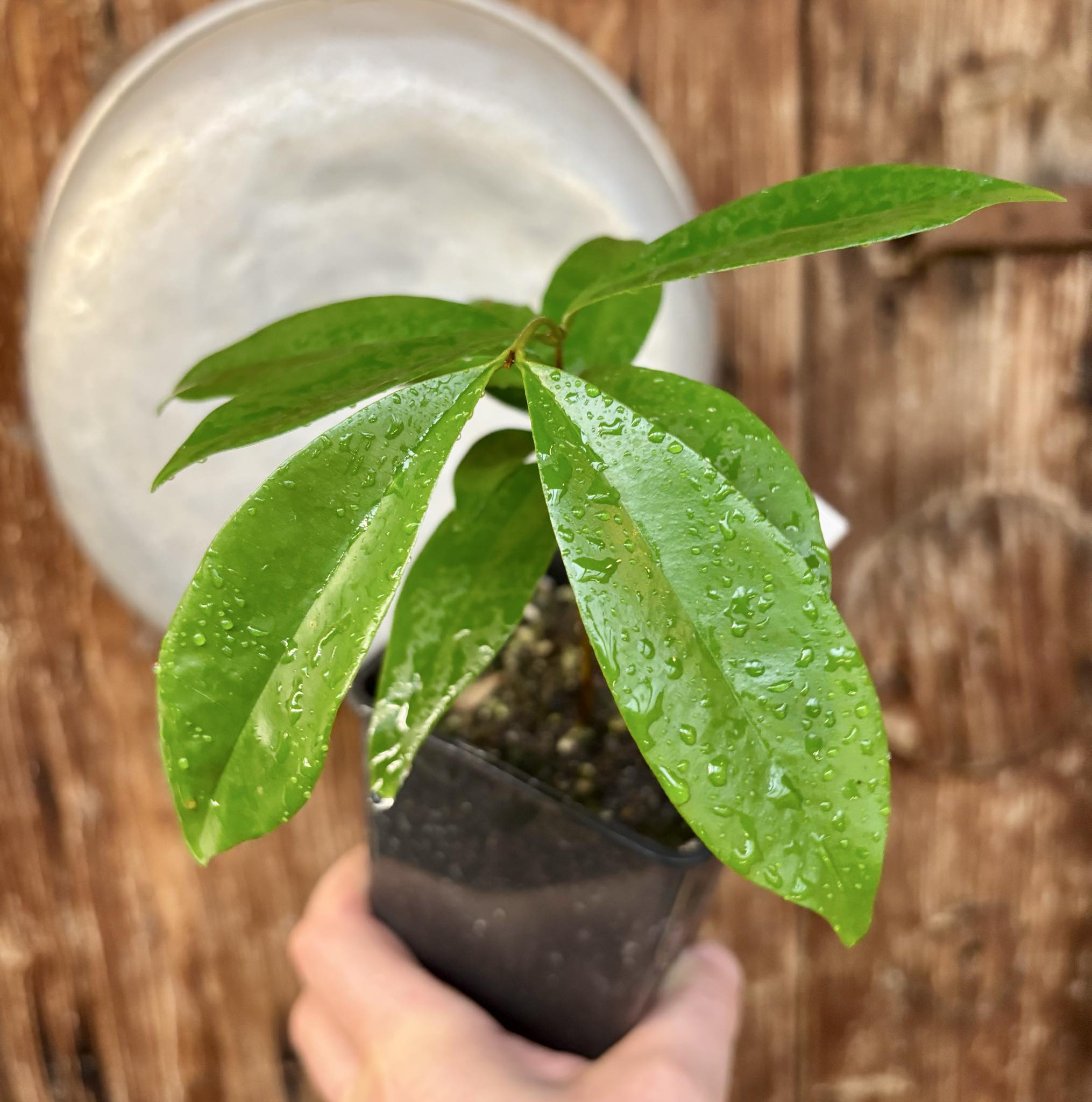 Cereja Grande da Bahia (Eugenia sp) - 1 potted plant / 1 getopfte Pflanze Cereja Grande da Bahia (Eugenia sp) - 1 potted plant / 1 getopfte Pflanze