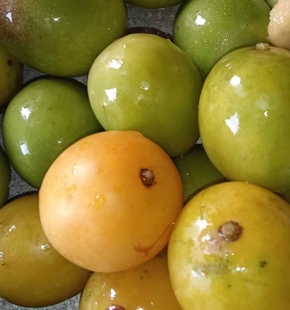 Umbu (Spondias tuberosa) -  1 fresh seed / 1 frischer Samen