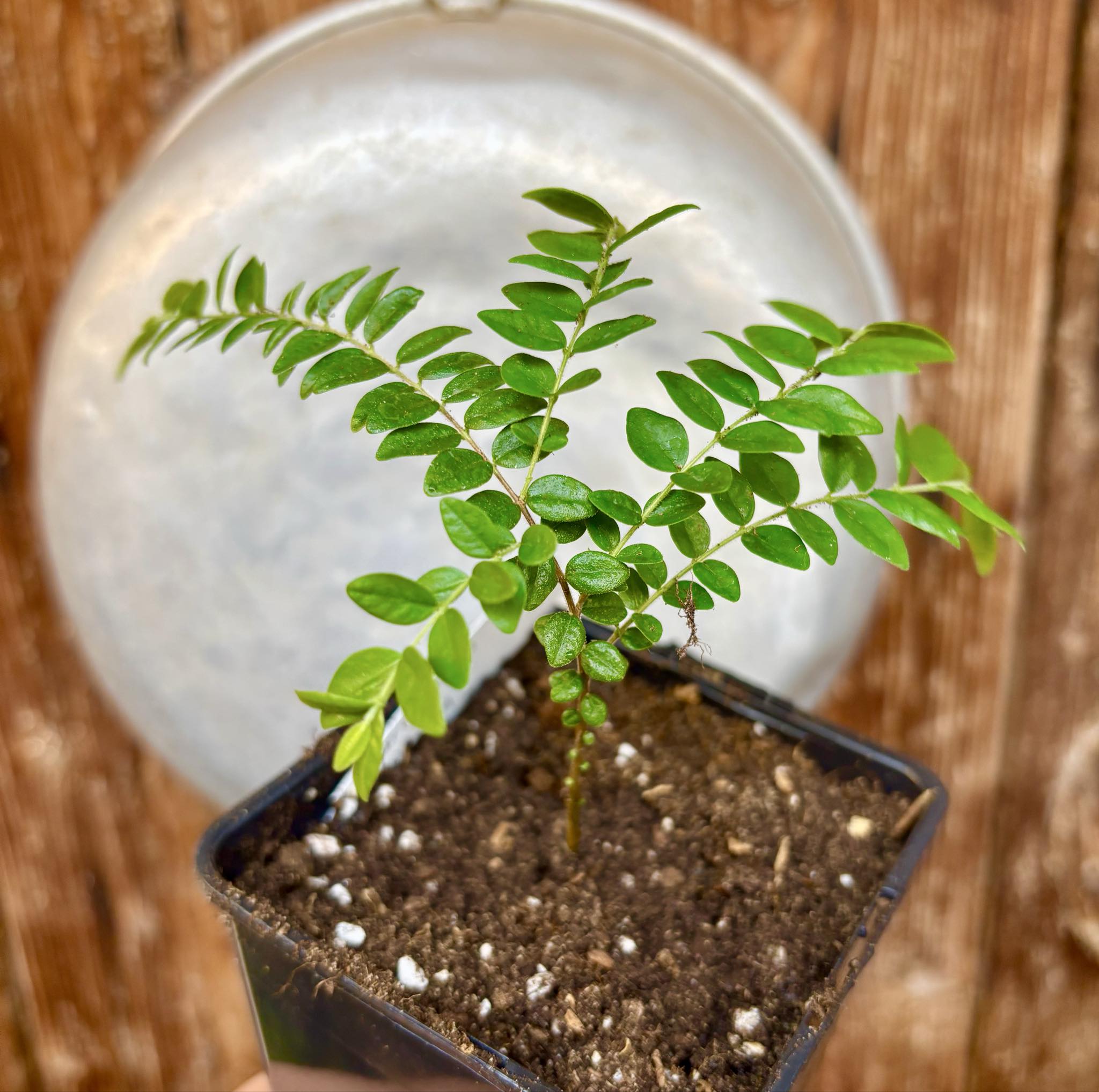 Myrciaria sp Pastora - 1 potted seedling / 1 getopfter Sämling