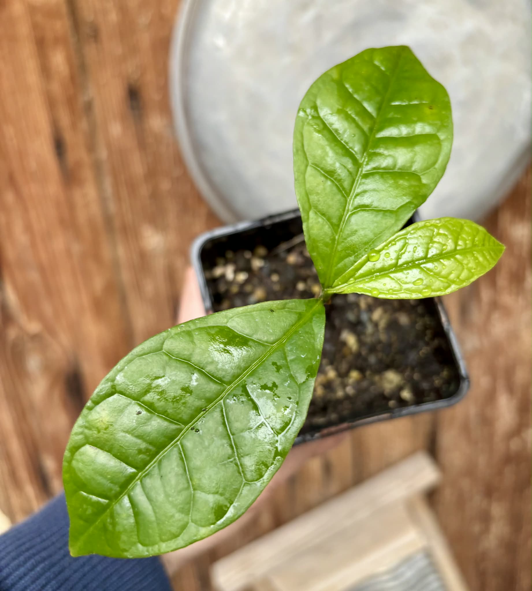 Cymbopetalum brasiliensis - 1 potted seedling / 1 getopfter Sämling