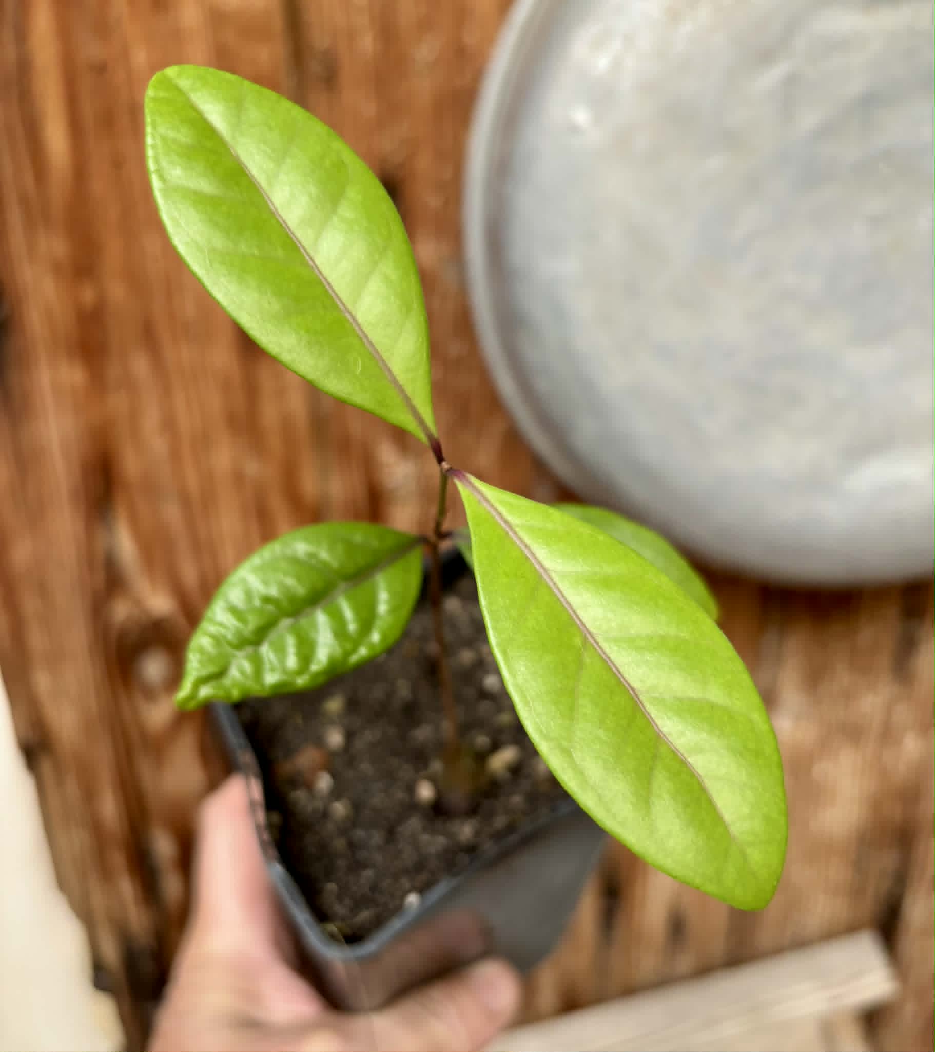 Eugenia rotundifolia var. Maruim - 1 potted seedling / 1 getopfter Sämling