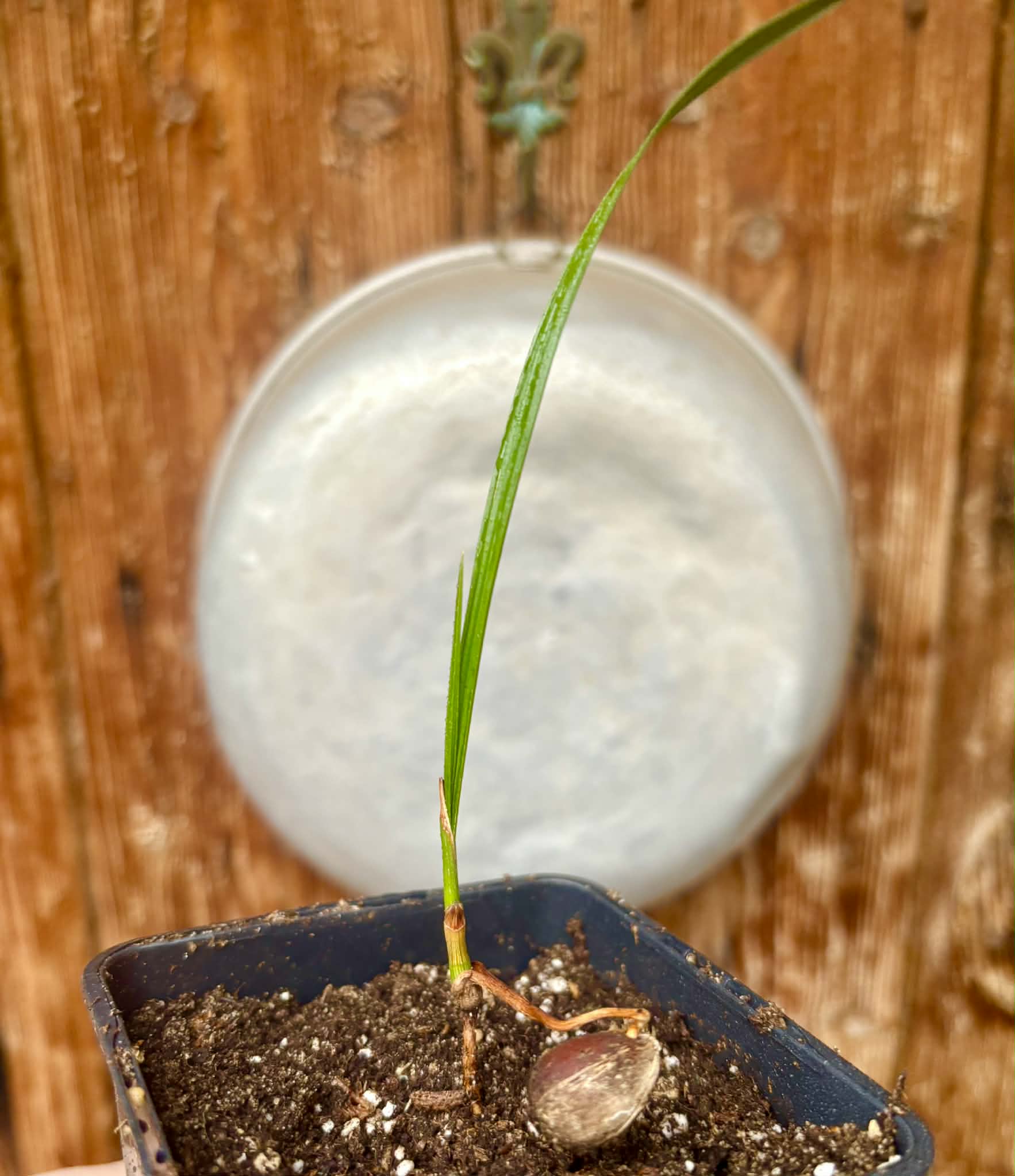 Coco de Raposa (Syagrus werdermannii) -  1 potted plant / 1 getopfte Pflanze