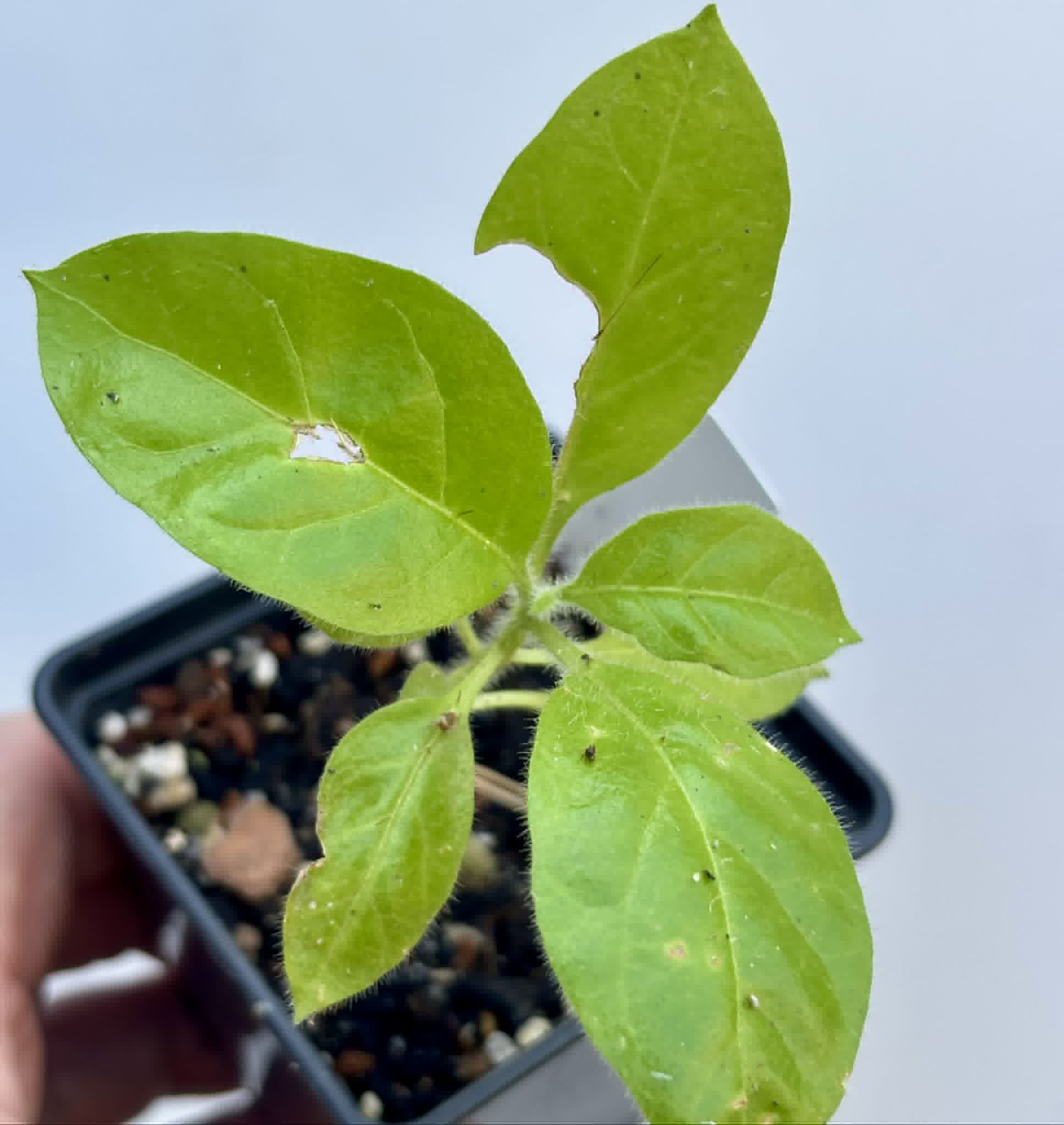 Solanum rumpincola - 1 potted seedling / 1 getopfter Sämling