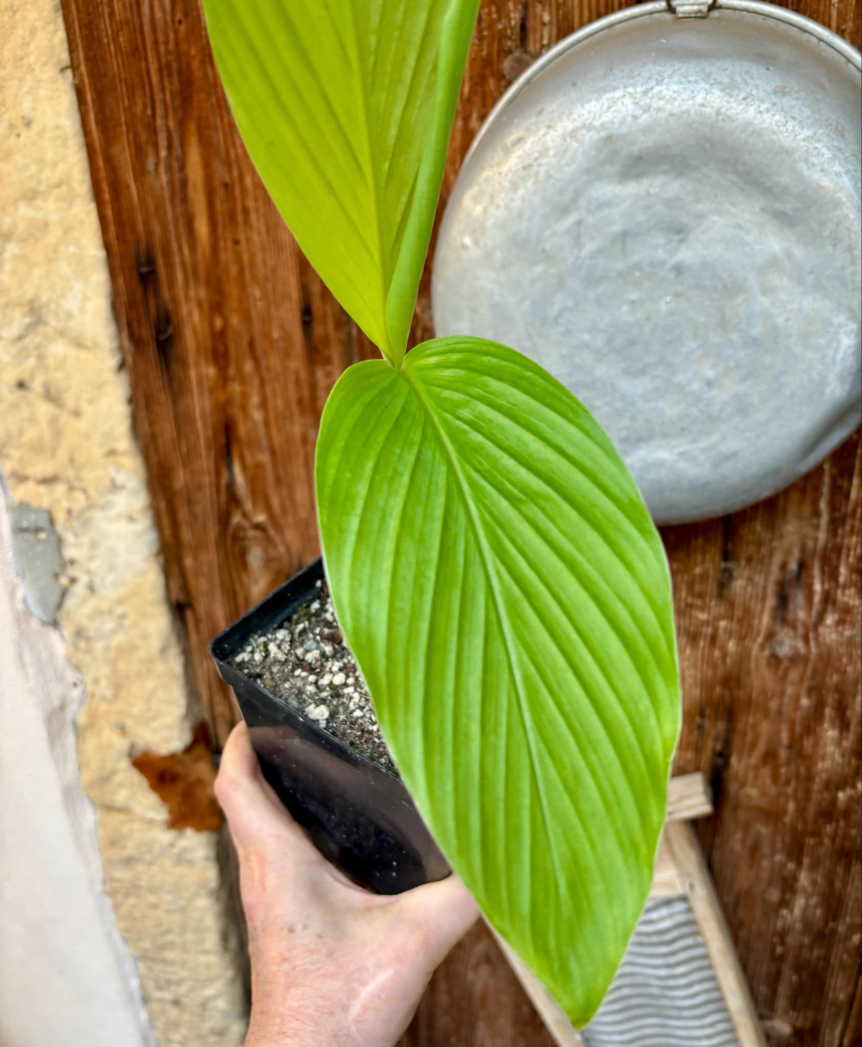Tumeric / Kurkuma (Curcuma longa) small plant - 1 potted plant, 1 getopfte Pflanze