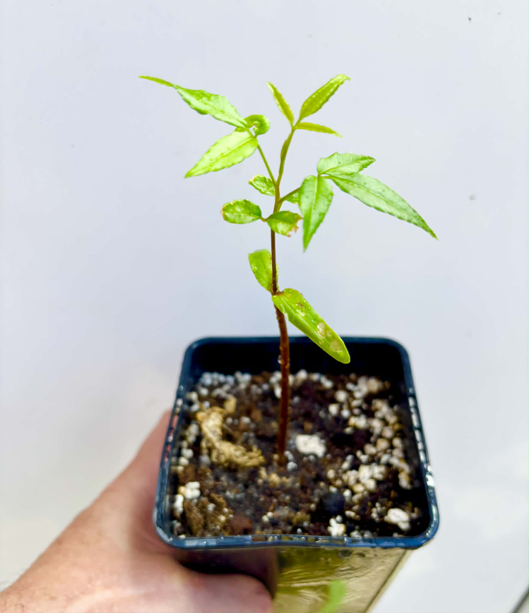 Umbu (Spondias tuberosa) -  1 potted seedling / 1 getopfter Sämling