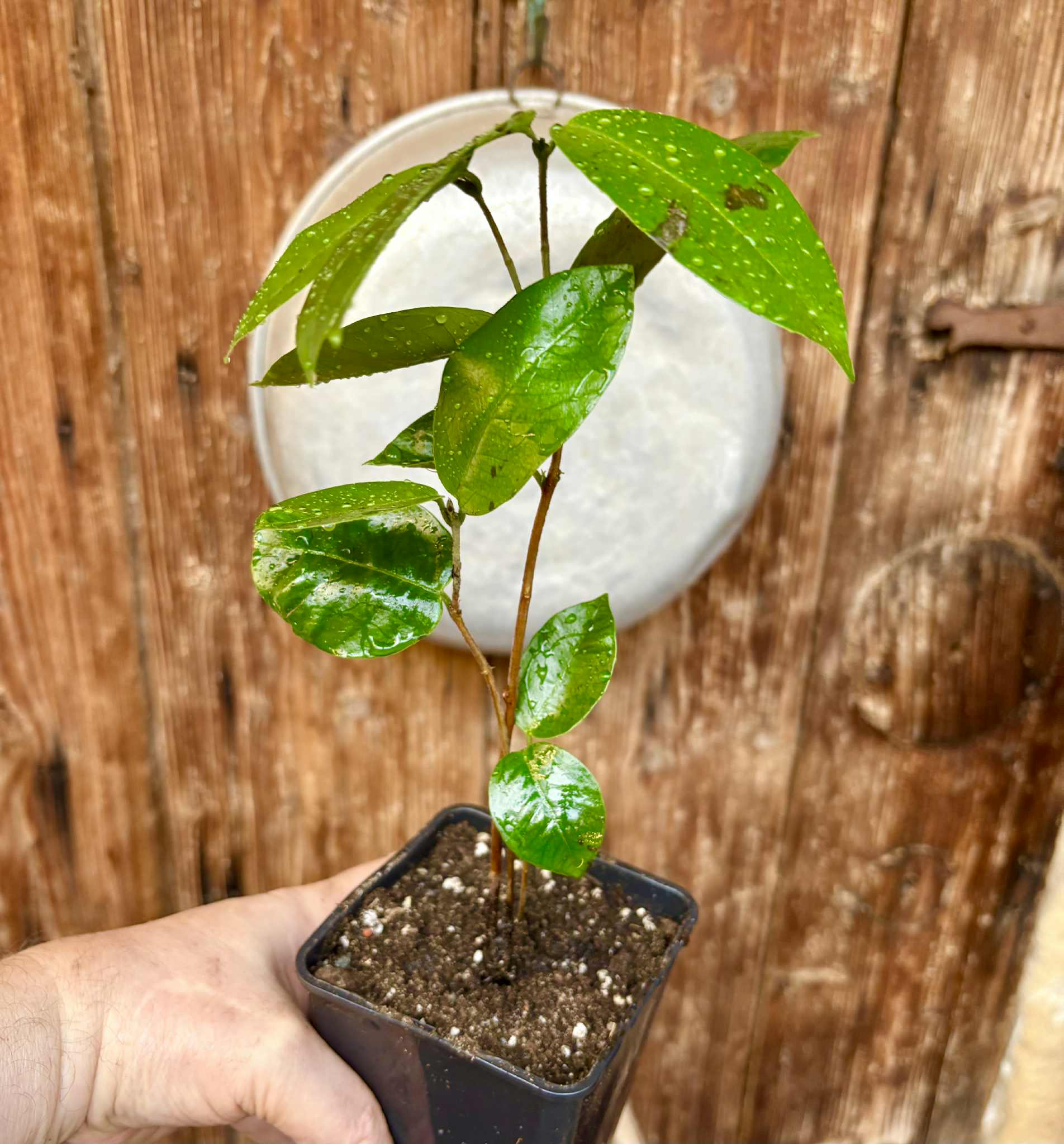 Cambuca (Plinia edulis) - 1 potted plant / 1 getopfte Pflanze