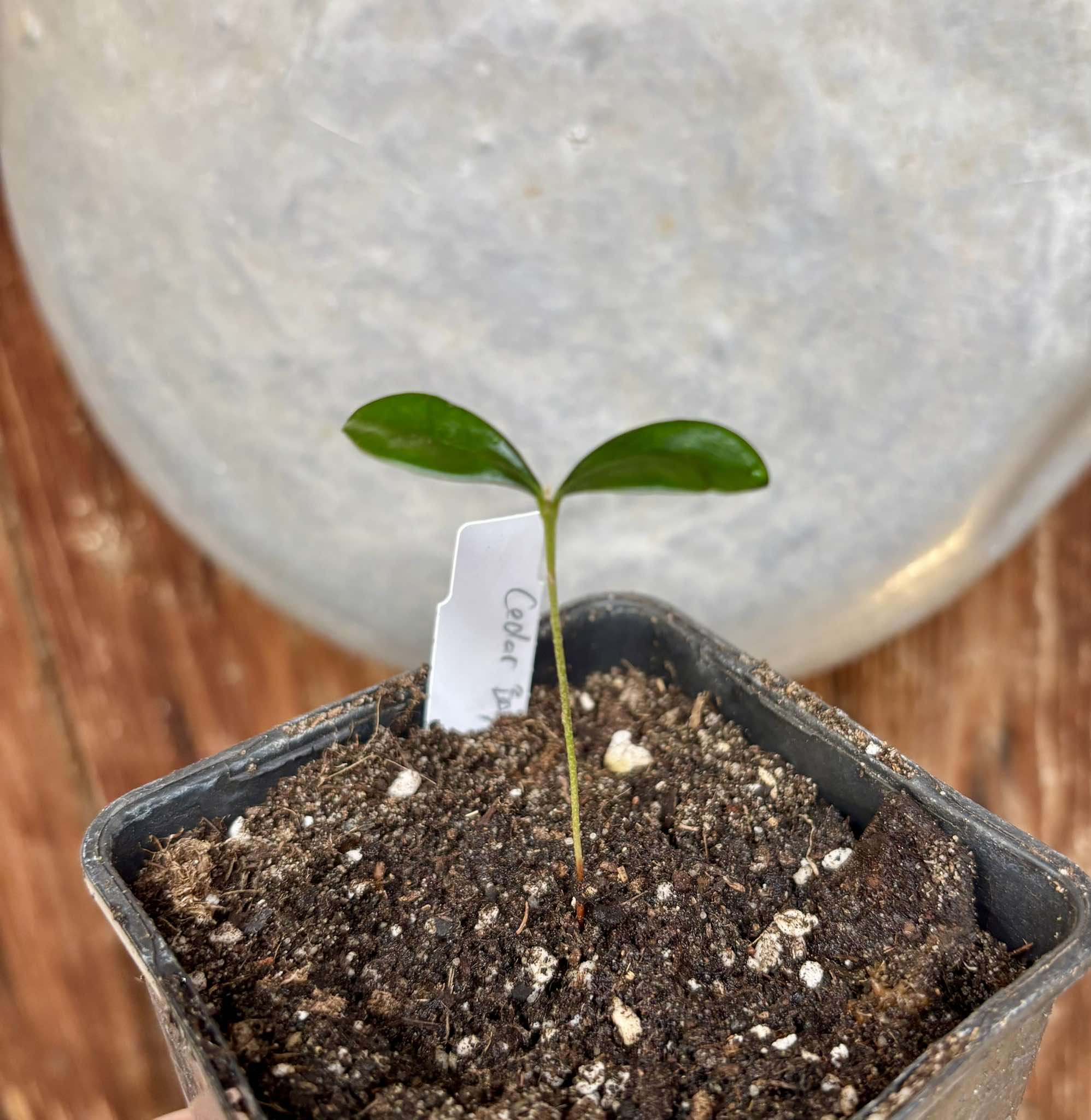 Eugenia reinwardtiana - Cedarbay Cherry -  1 small potted seedling / 1 kleiner, getopfter Sämling
