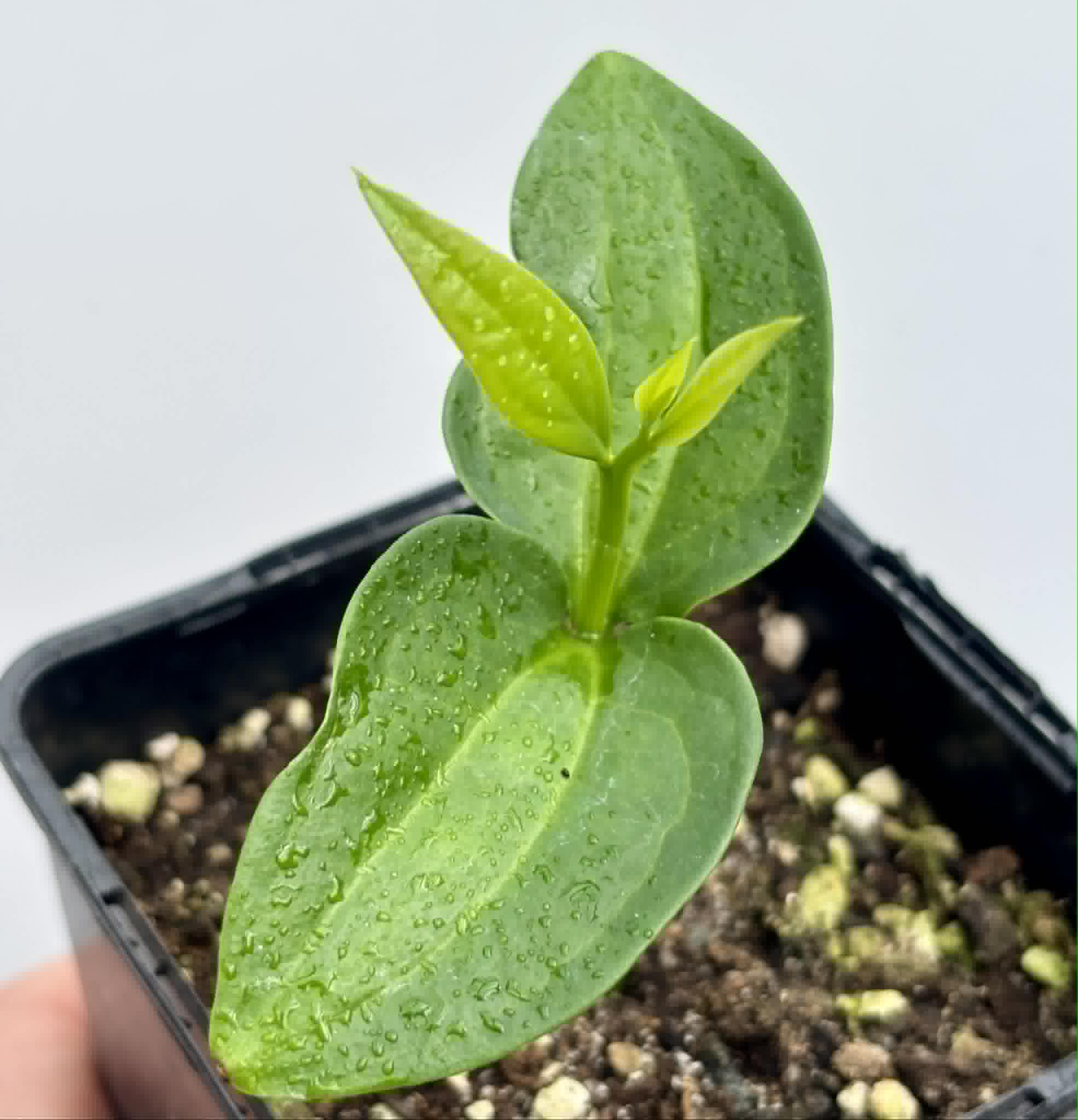 Dulacia sp. Cafe doce  -  1 potted seedling / 1 getopfter Sämling