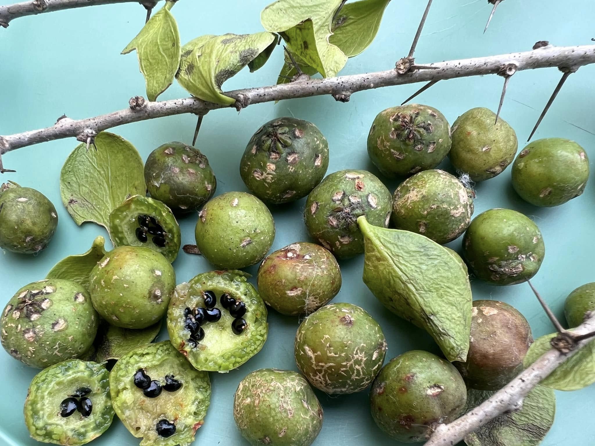 Guamacho (Pereskia guamacho) - Leuenbergeria guamacho - 1 fresh seed / 1 frischer Samen
