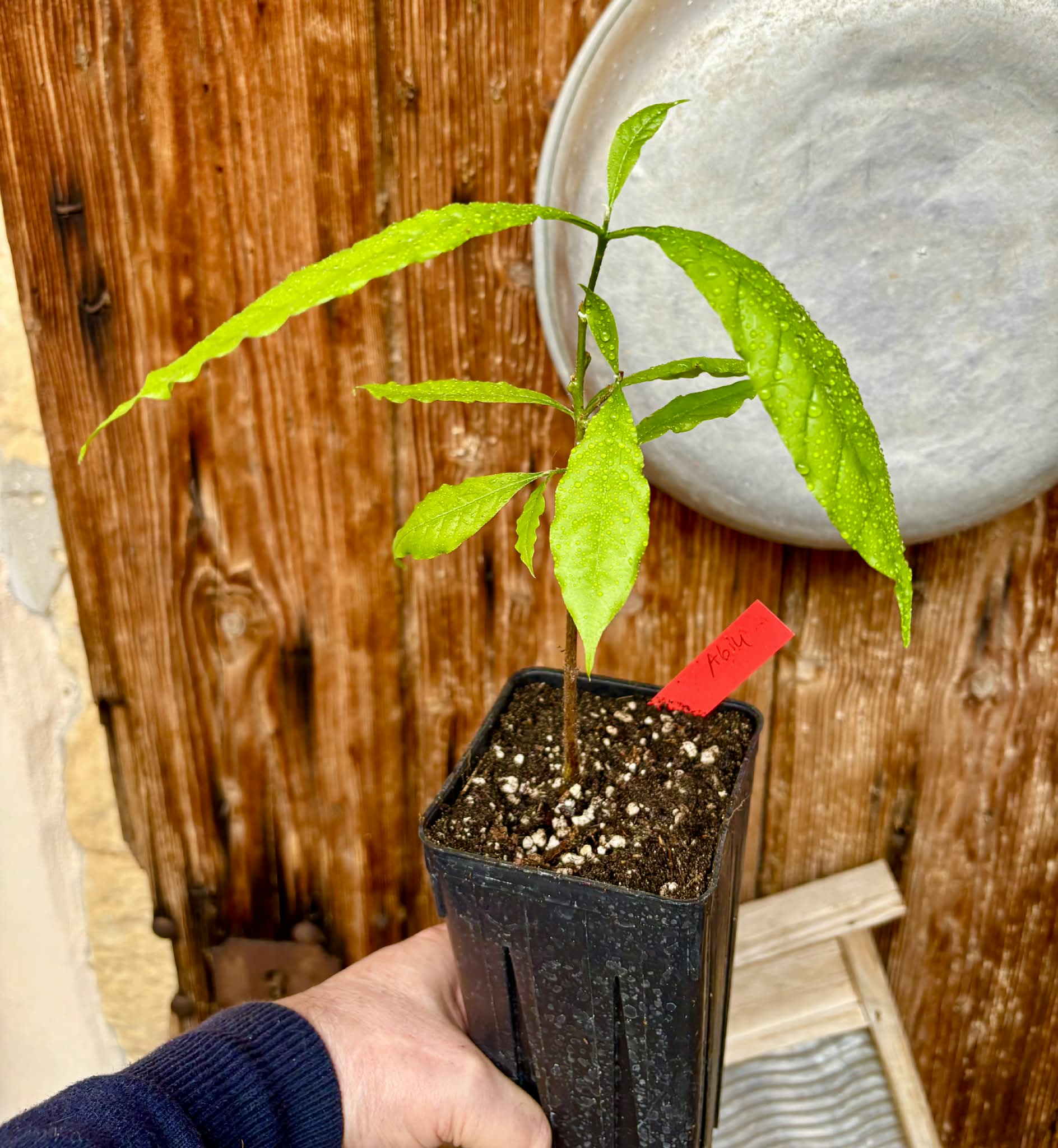 Abiu (Pouteria caimito) - 1 potted plant / 1 getopfte Pflanze