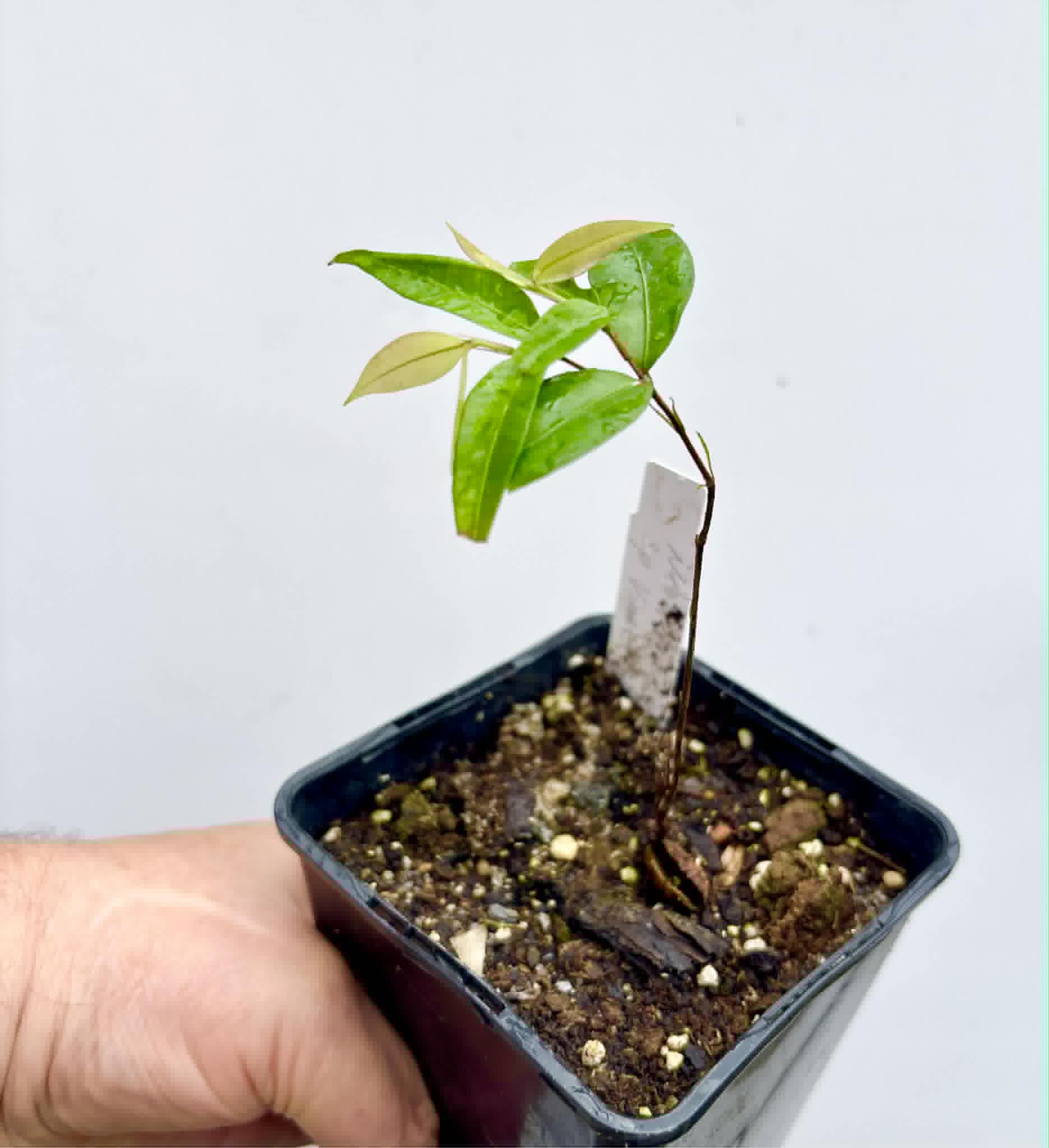 Neomitranthes sp Vinaceo - 1 potted seedling / 1 getopfter Sämling