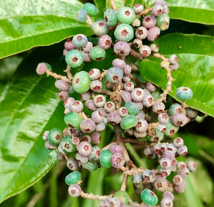 Canela de Velho (Miconia albicans) - 10 fresh seeds / 10 frische Samen