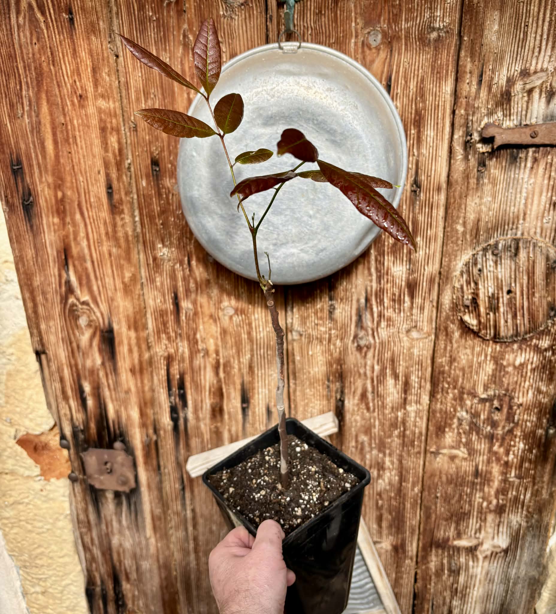 3 years old - Longan (Dimocarpus longan) - 1 potted plant / 1 getopfte Pflanze