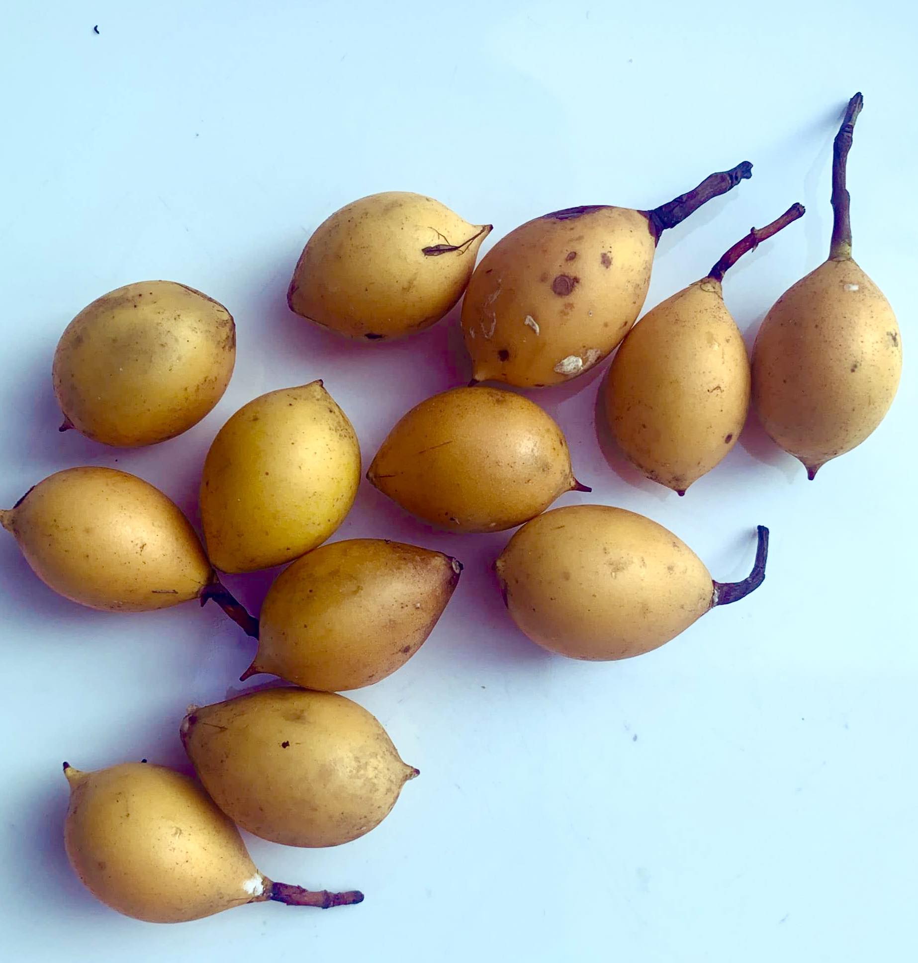 Leche-Miel Fruit (Lacmellea edulis) - 1 potted plant / 1 getopfte Pflanze