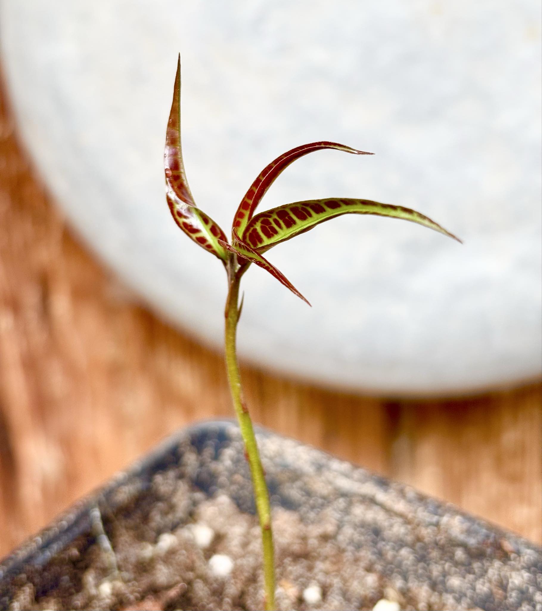 Eugenia sp Labisia -  1 potted seedling / 1 getopfter Sämling