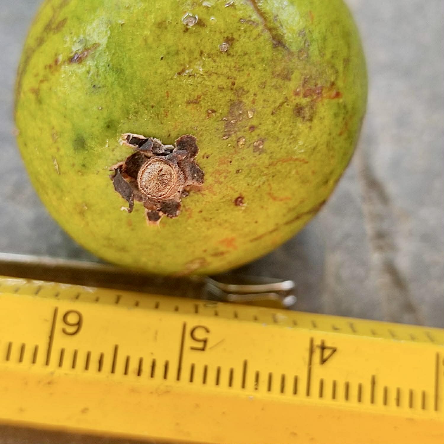 Pre Order - Talisia sp Camamu - 1 fresh seed / 1 frischer Samen