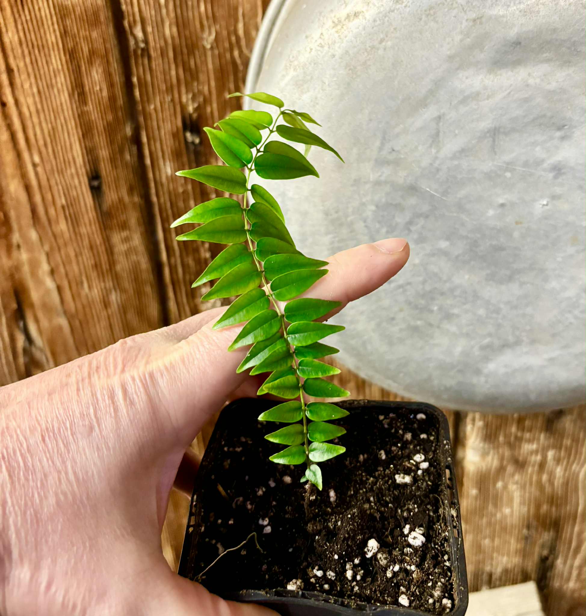 Myrciaria sp Maruim - 1 potted seedling / 1 getopfter Sämling