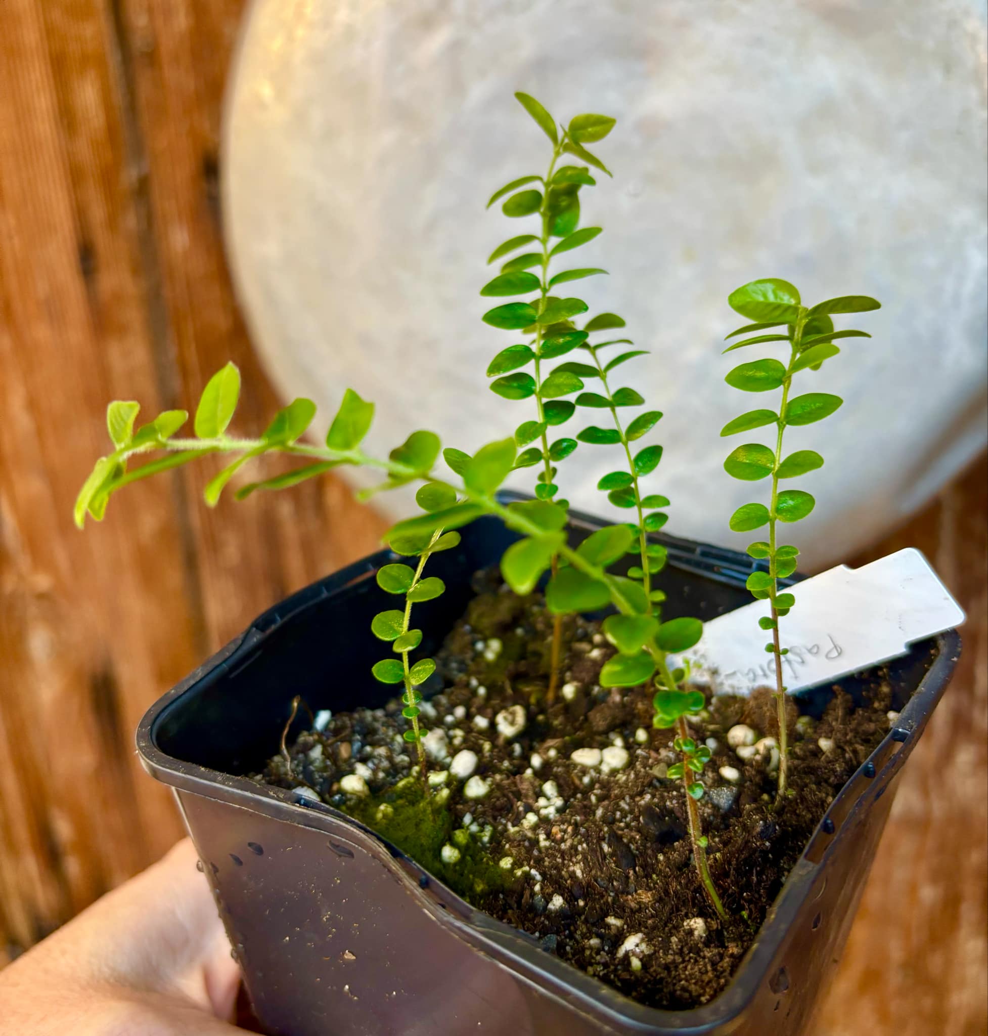 3 seedlings - Myrciaria sp Pastora - 3 small potted seedlings / 3 kleine, getopfte Sämlinge