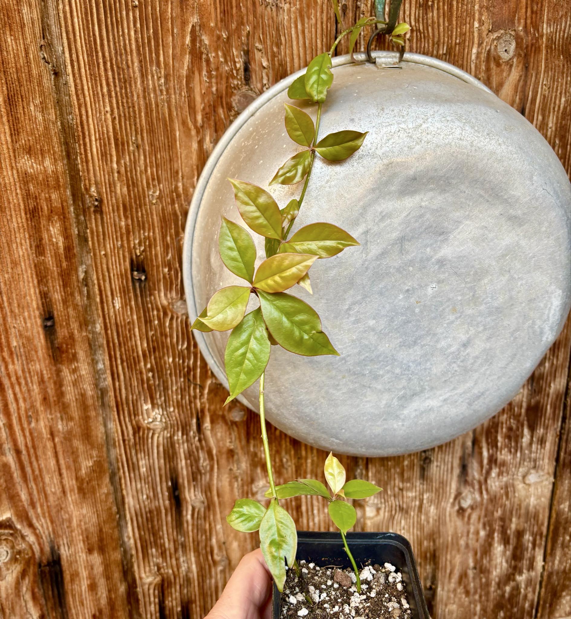 Pereskia aculeata var. godseffiana (Barbados Gooseberry) - 1 potted plant / 1 getopfte Pflanze
