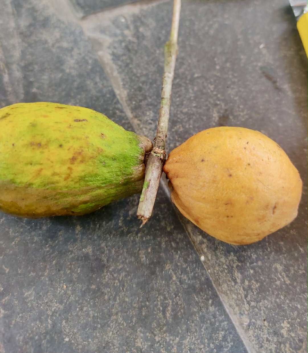 Eugenia umbrosa -  1 fresh seed / 1 frischer Samen